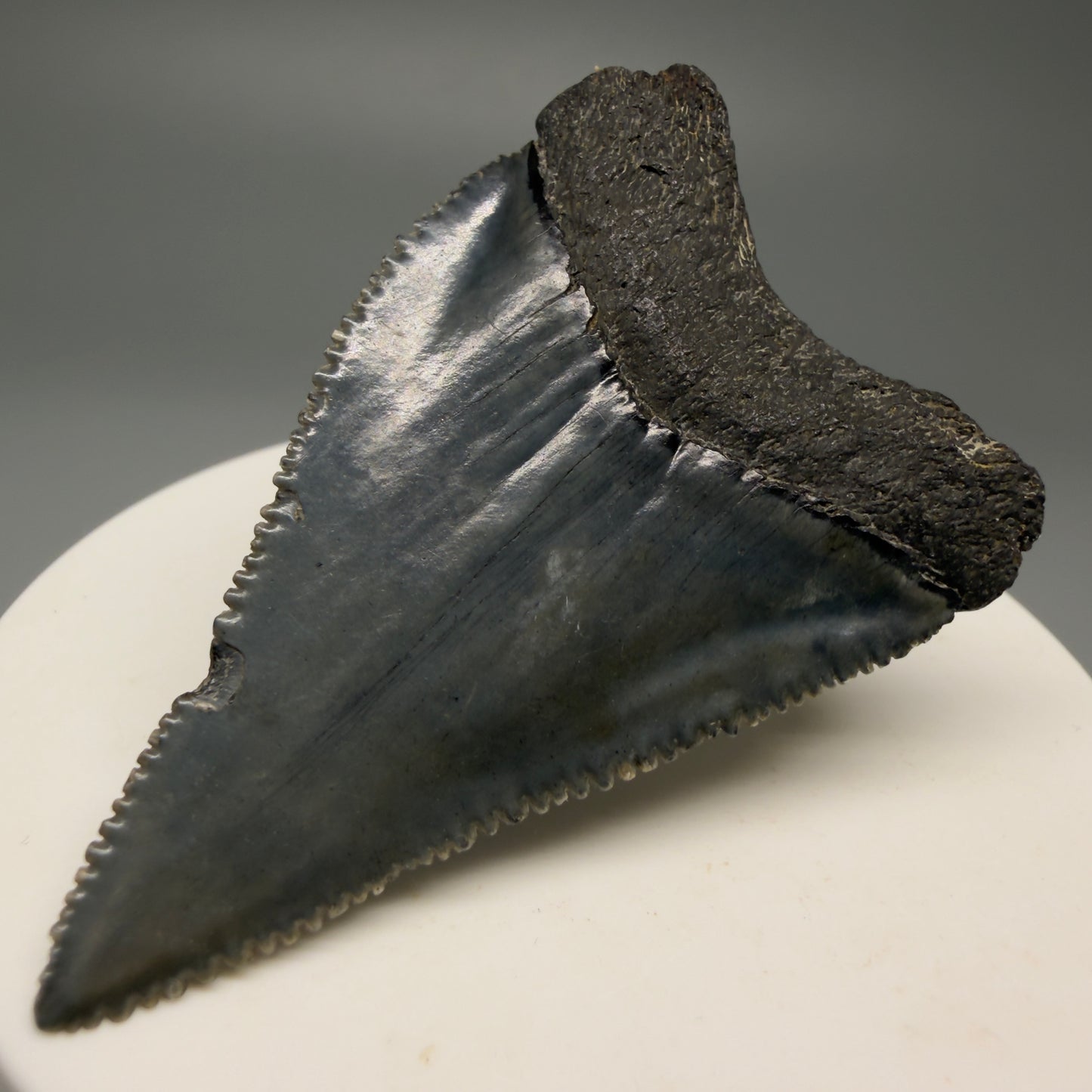 Back Left View Dark Colors, sharply serrated 2.23" Fossil Great White Tooth for Sale GW1252 