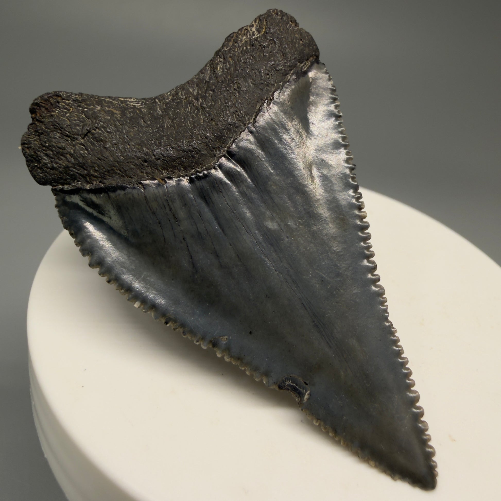 Back Right View Dark Colors, sharply serrated 2.23" Fossil Great White Tooth for Sale GW1252 