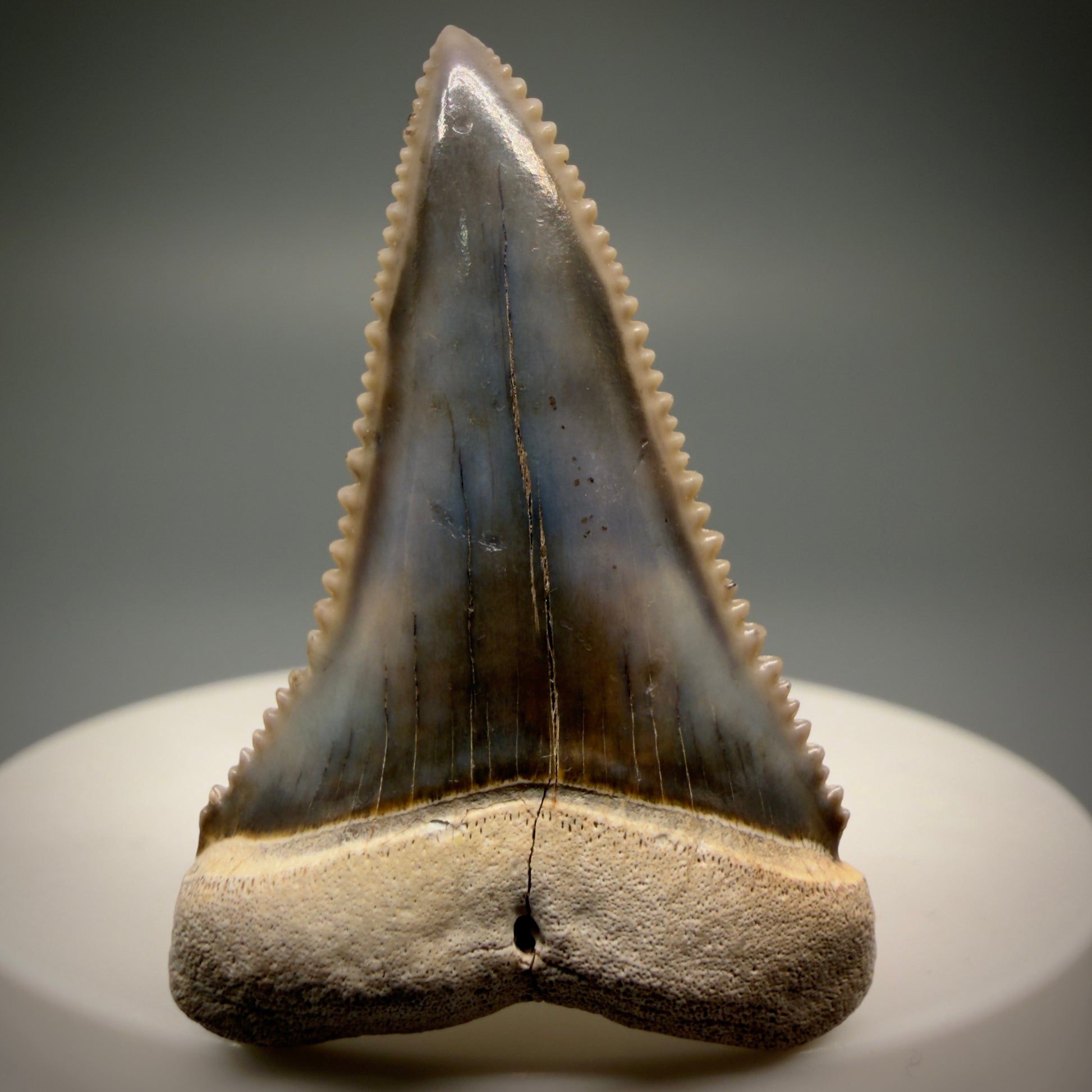 Front View Stunning, high quality 1.59" long Fossil Great White Tooth from the deserts of Peru GW1247 - 3