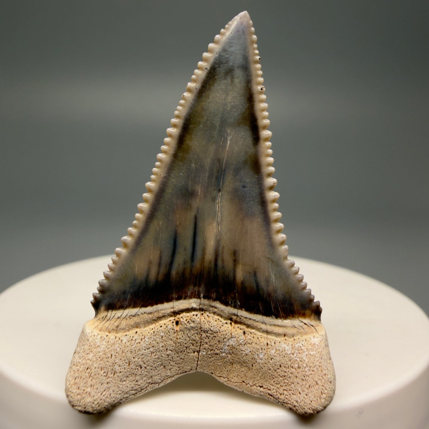Back View Stunning, high quality 1.59" long Fossil Great White Tooth from the deserts of Peru GW1247