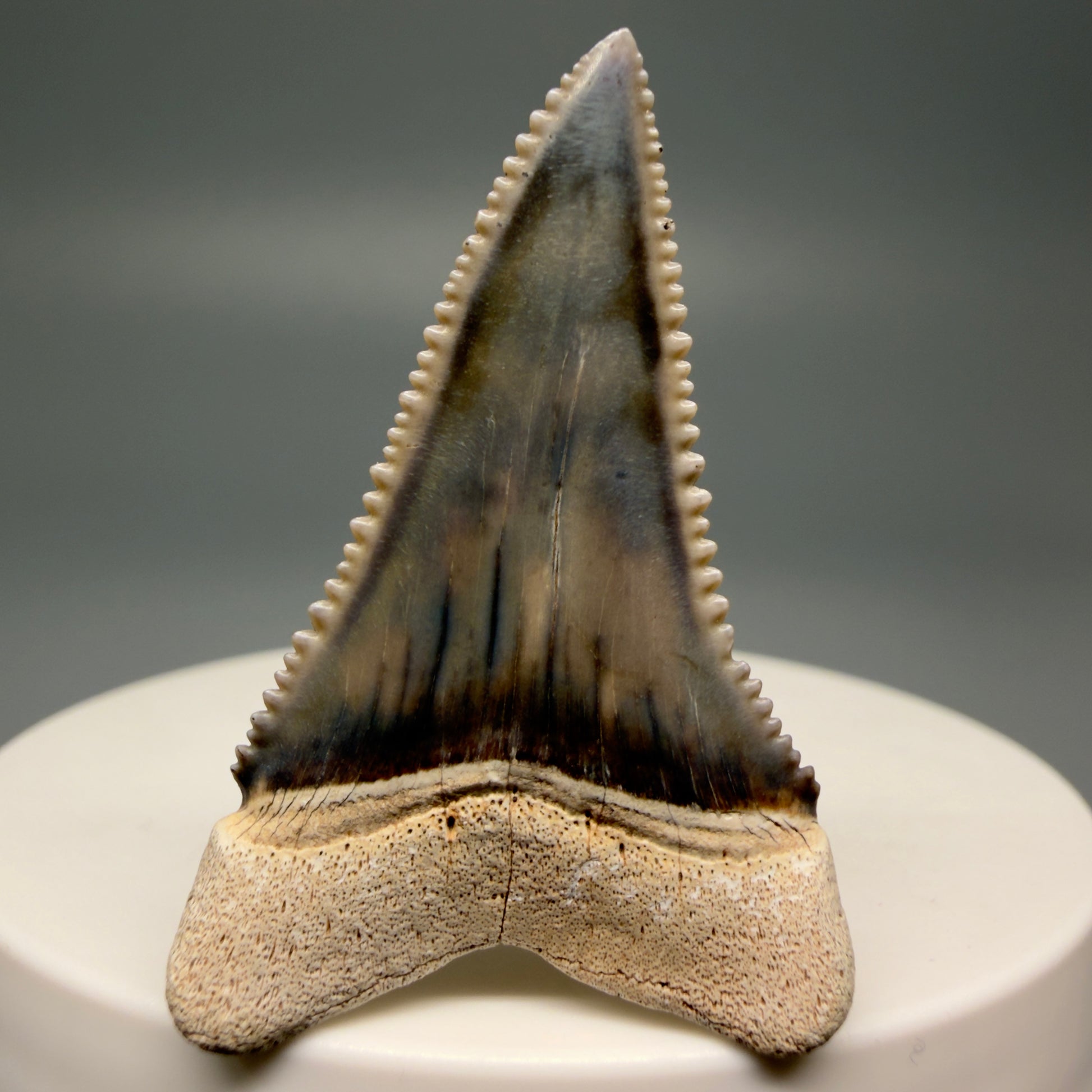 Back View Stunning, high quality 1.59" long Fossil Great White Tooth from the deserts of Peru GW1247