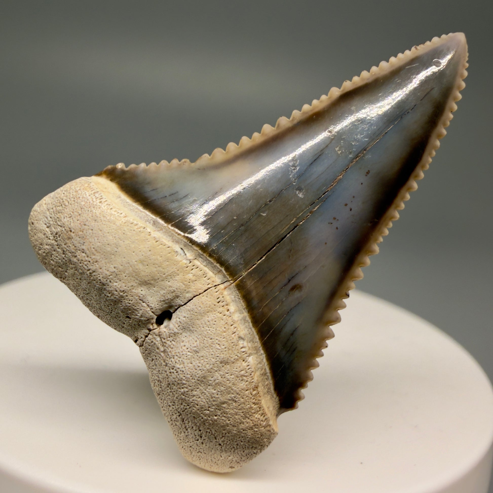 Front View Stunning, high quality 1.59" long Fossil Great White Tooth from the deserts of Peru GW1247 - 1
