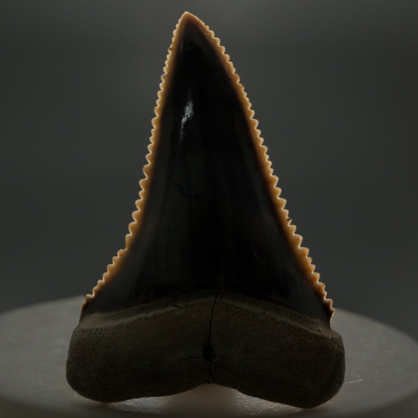 Front View Stunning, high quality 1.59" long Fossil Great White Tooth from the deserts of Peru GW1247 - 2