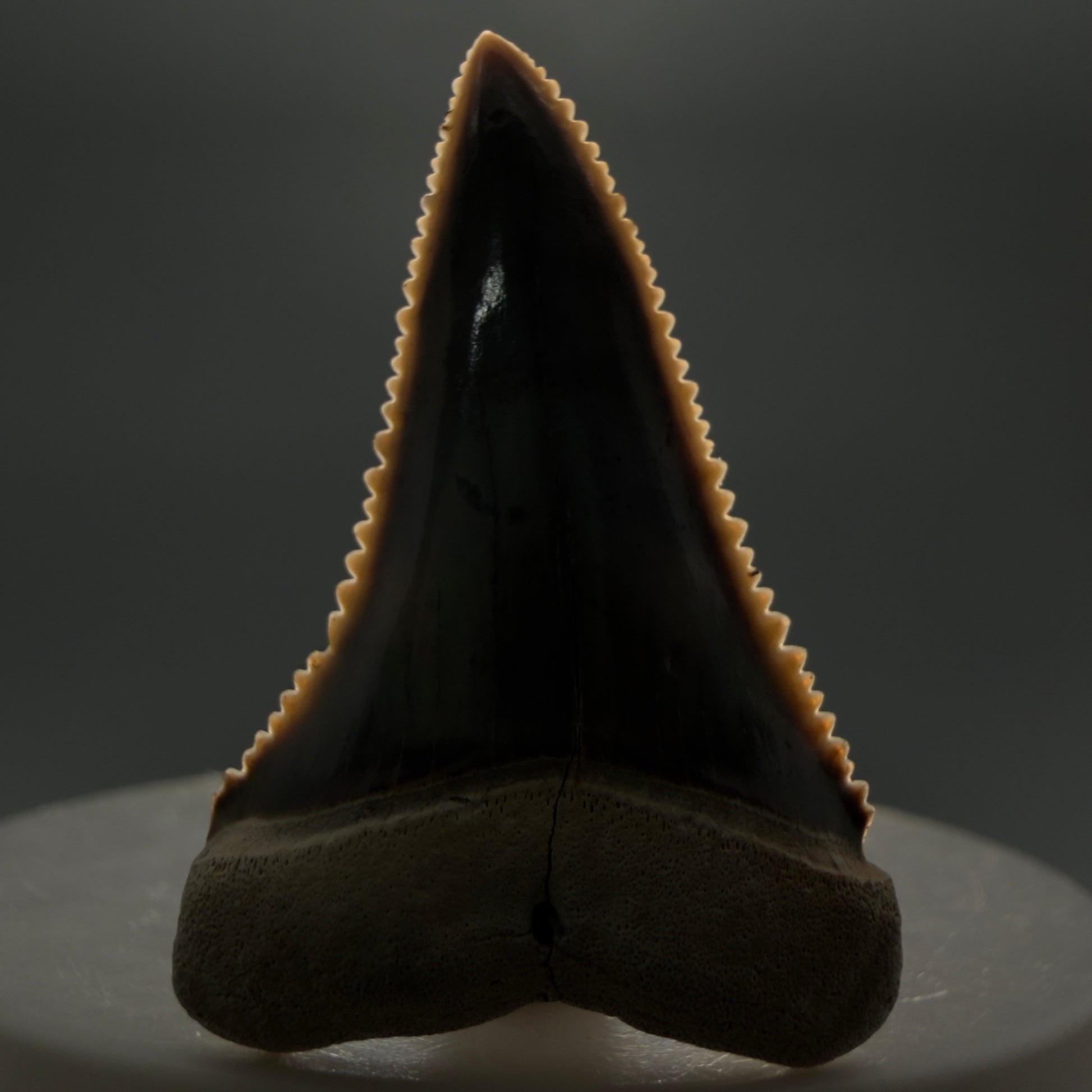 Front View Stunning, high quality 1.59" long Fossil Great White Tooth from the deserts of Peru GW1247 - 2