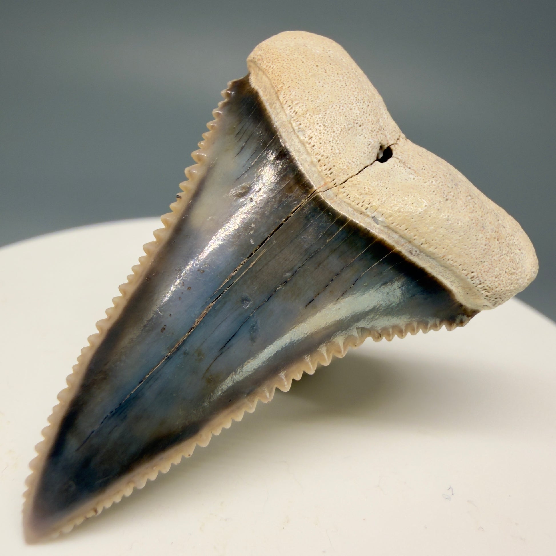 Front right View Stunning, high quality 1.59" long Fossil Great White Tooth from the deserts of Peru GW1247 