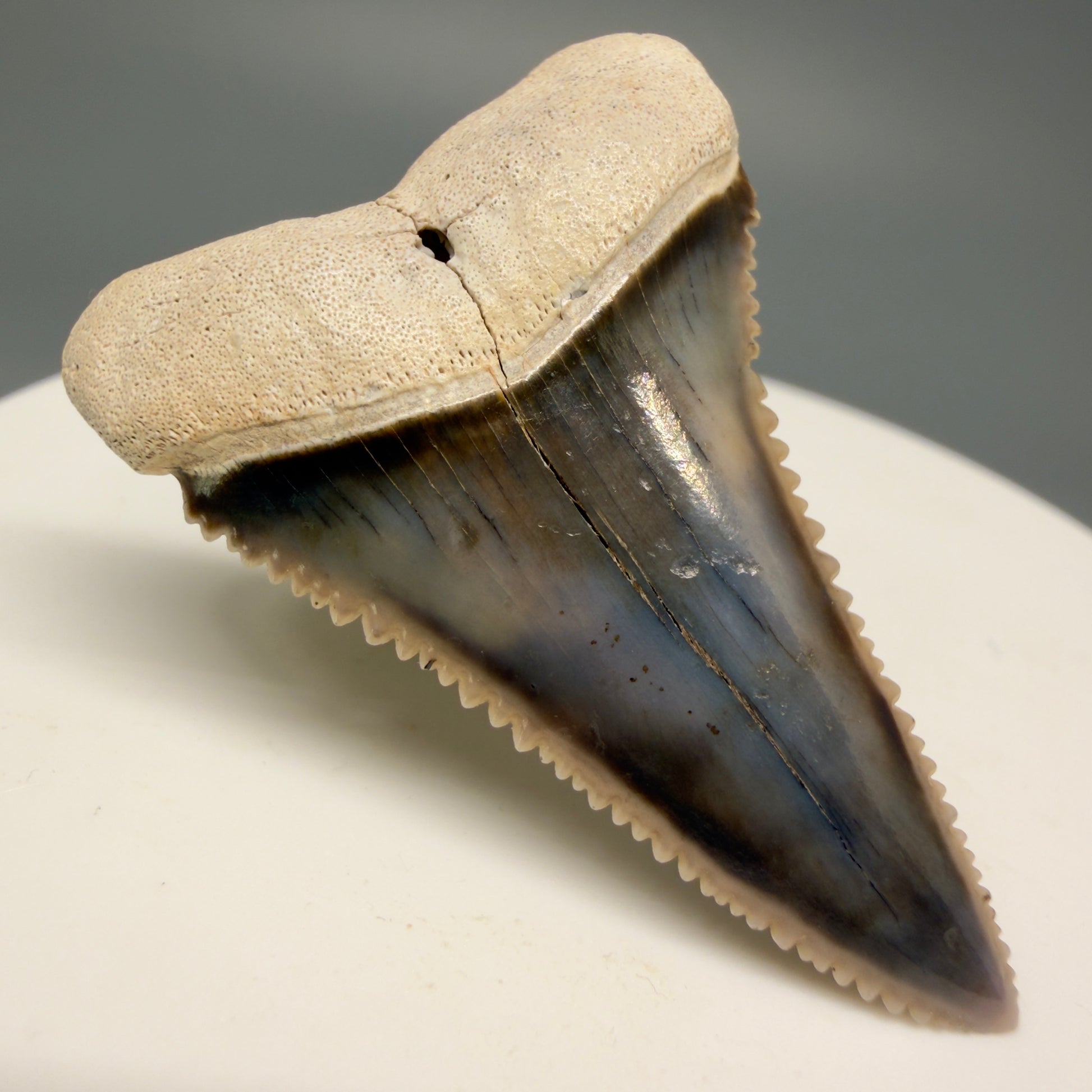 Front  Left View Stunning, high quality 1.59" long Fossil Great White Tooth from the deserts of Peru GW1247