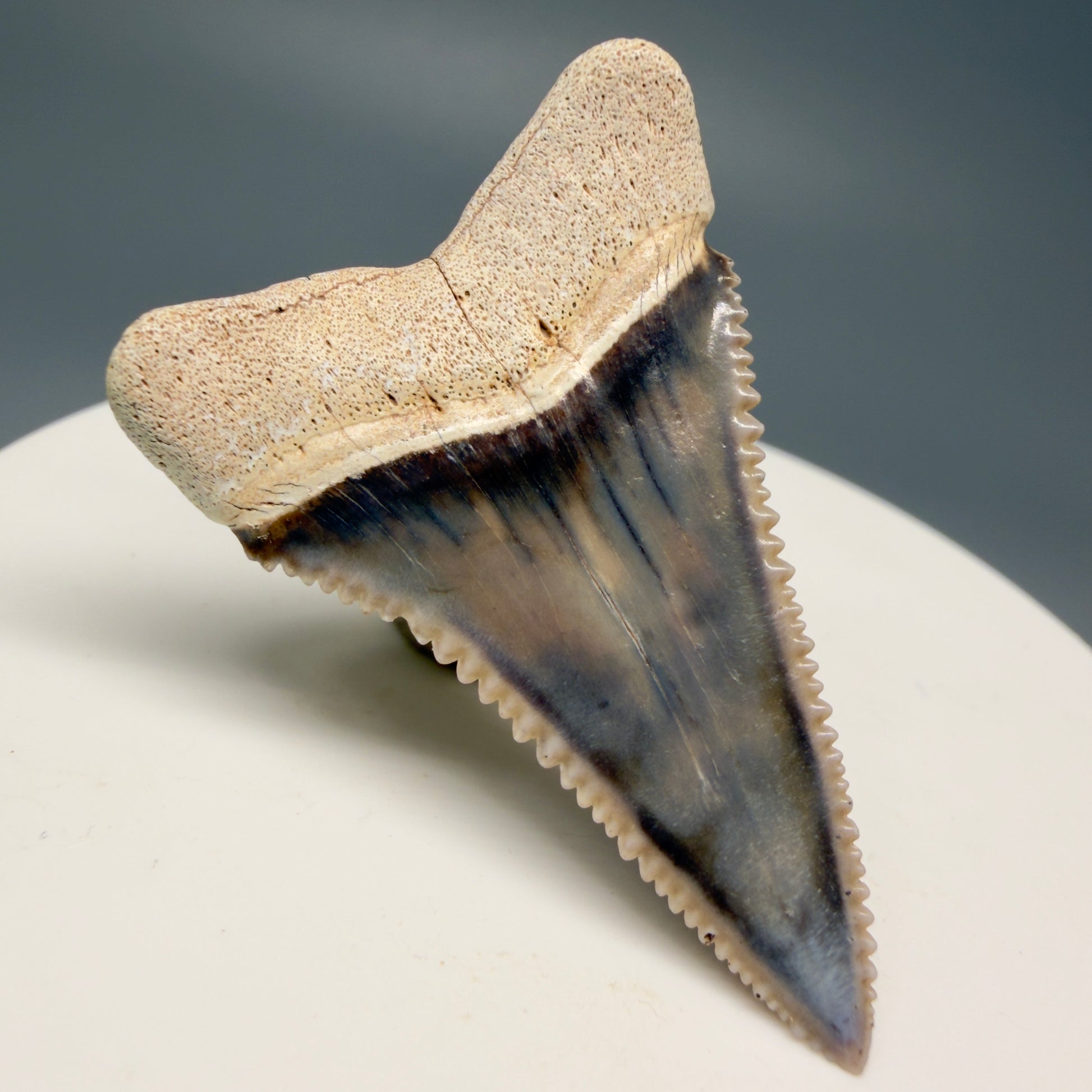 Back Left View Stunning, high quality 1.59" long Fossil Great White Tooth from the deserts of Peru GW1247