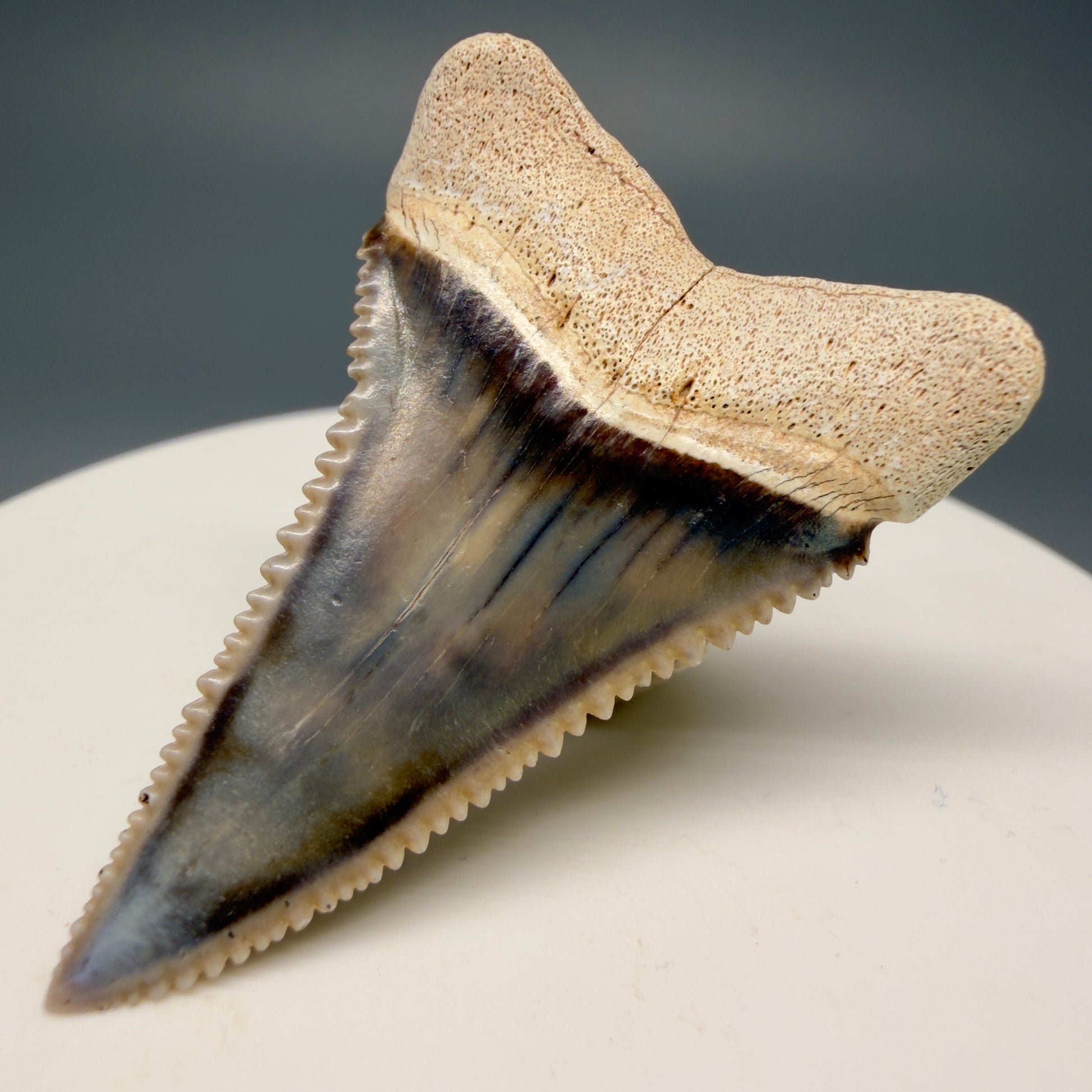 Back Right View Stunning, high quality 1.59" long Fossil Great White Tooth from the deserts of Peru GW1247