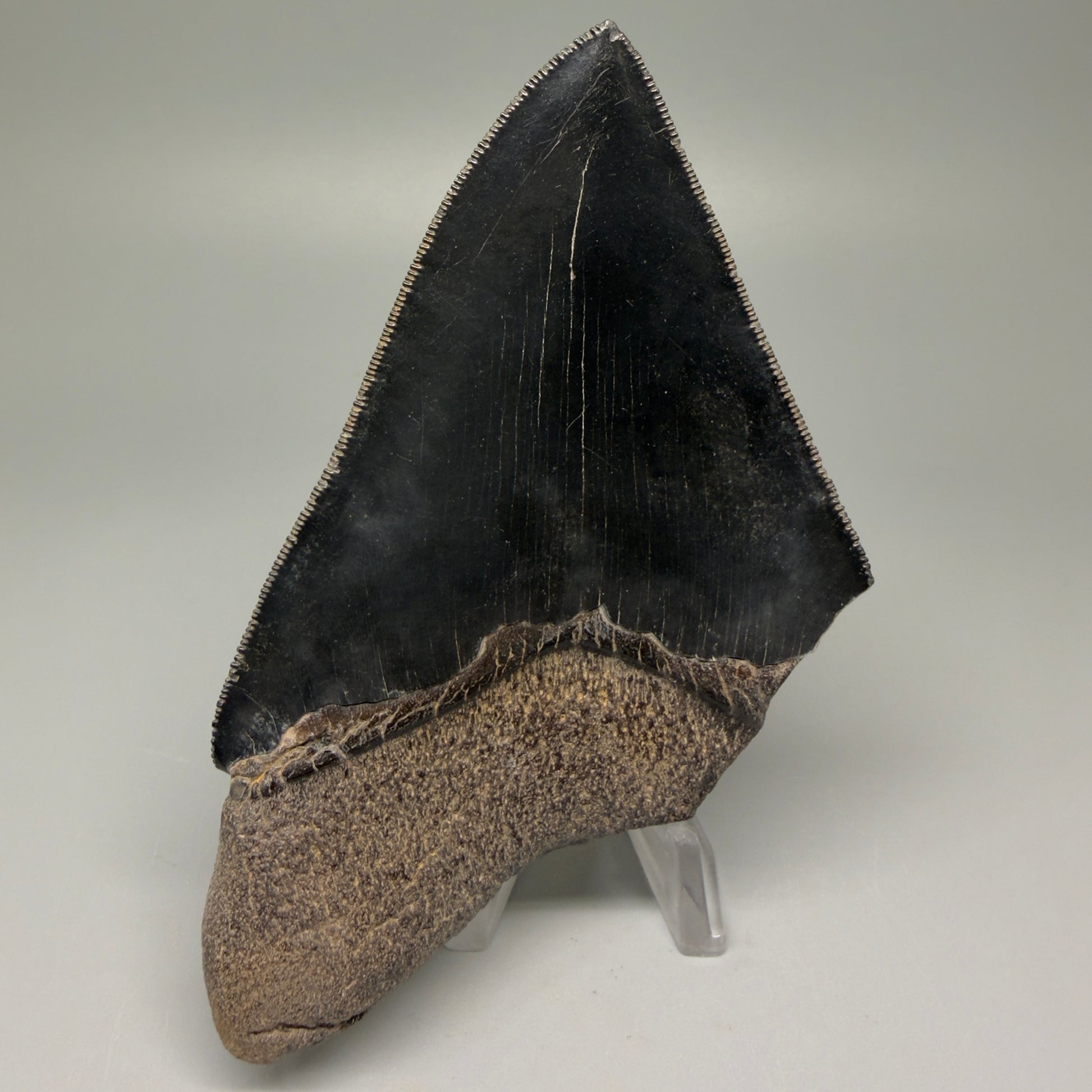 Back View 4.71" Fossil Megalodon Shark Tooth - Georgia - Jet Black, sharply serrated CM5507 