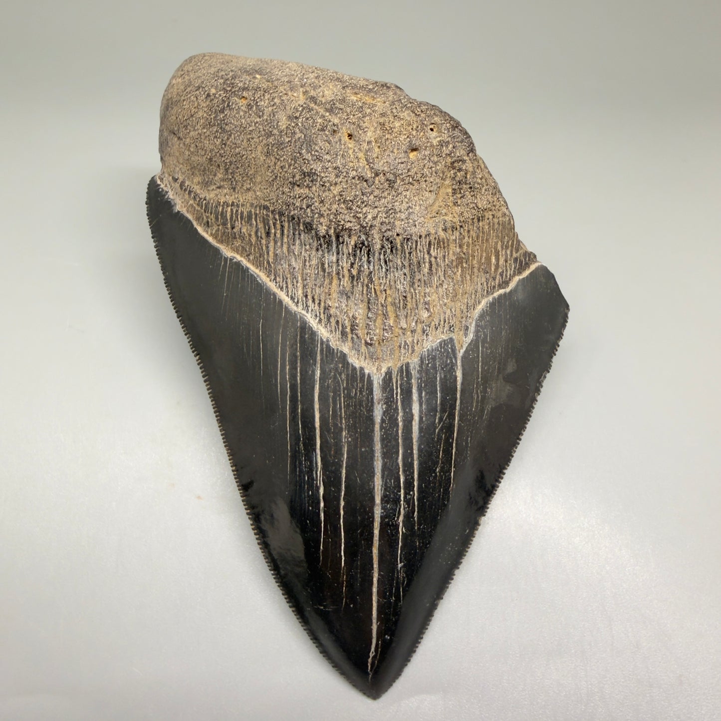 Front View 4.71" Fossil Megalodon Shark Tooth - Georgia - Jet Black, sharply serrated CM5507 - 2