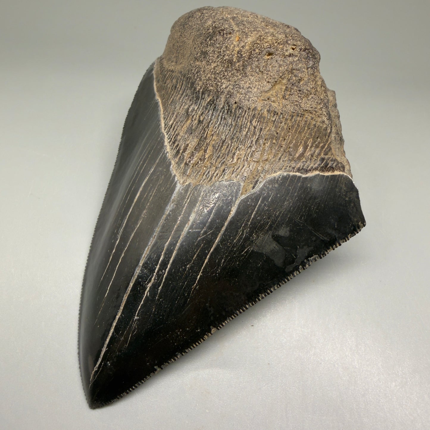 Front Right View 4.71" Fossil Megalodon Shark Tooth - Georgia - Jet Black, sharply serrated CM5507 