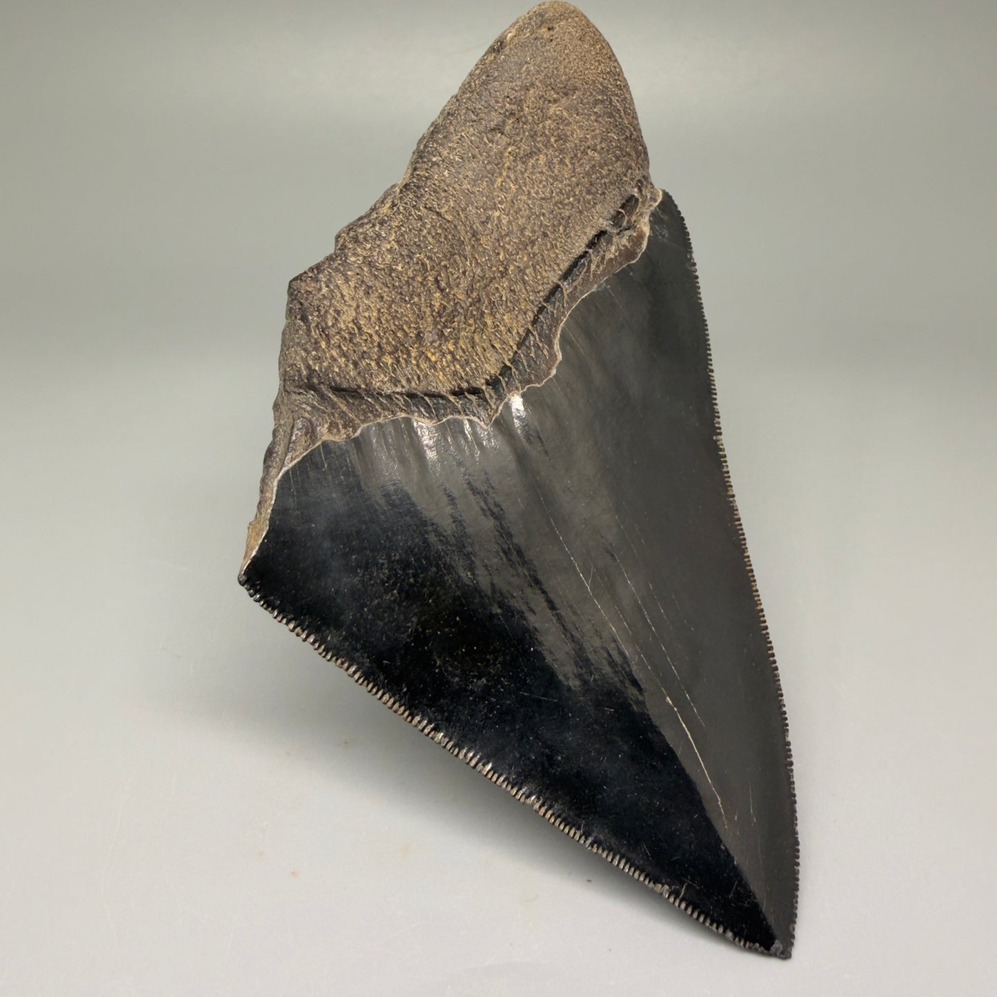 Back Left View 4.71" Fossil Megalodon Shark Tooth - Georgia - Jet Black, sharply serrated CM5507 