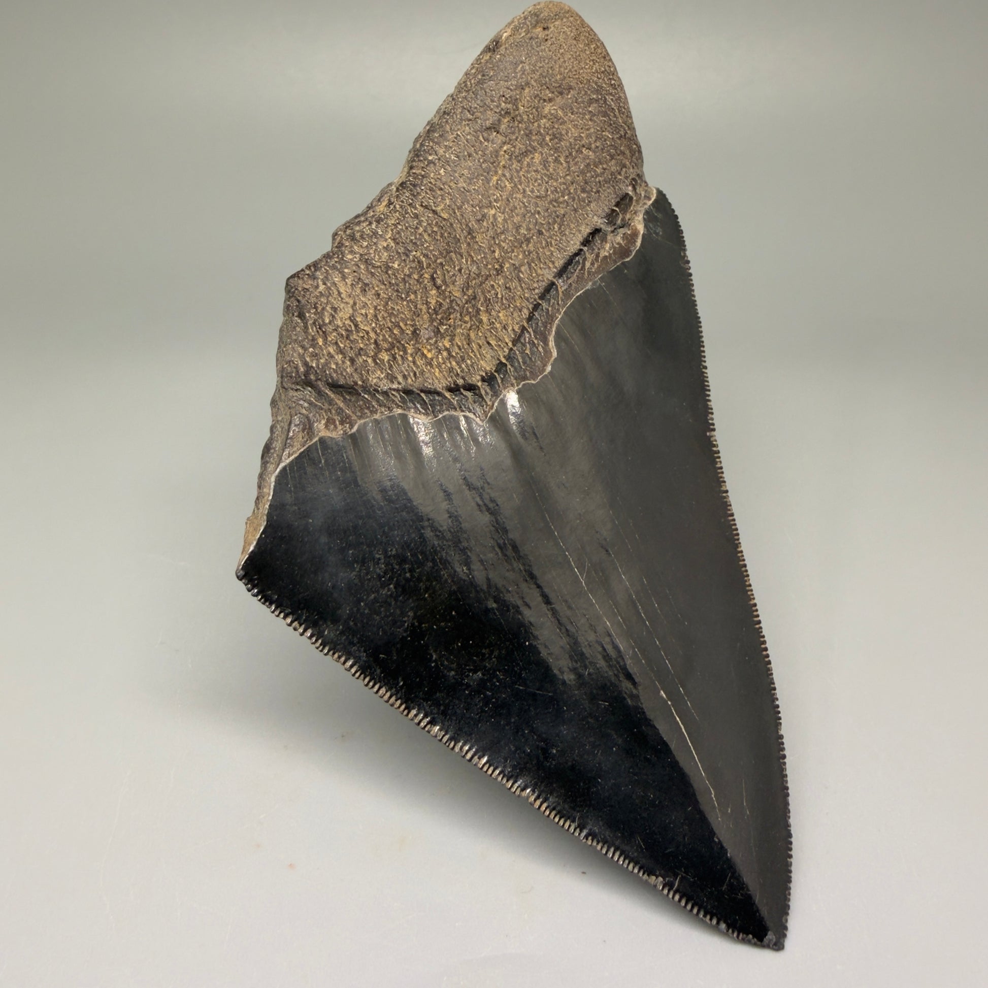 Back Left View 4.71" Fossil Megalodon Shark Tooth - Georgia - Jet Black, sharply serrated CM5507 