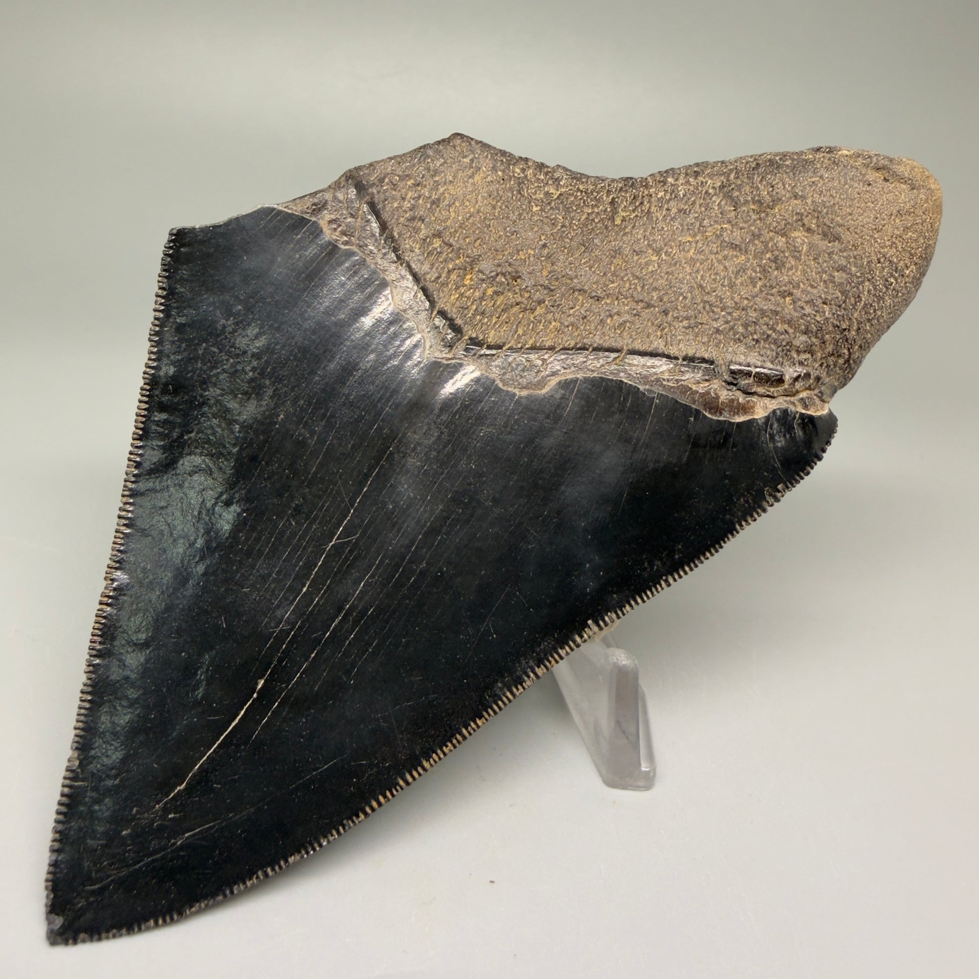 Back Right View 4.71" Fossil Megalodon Shark Tooth - Georgia - Jet Black, sharply serrated CM5507 