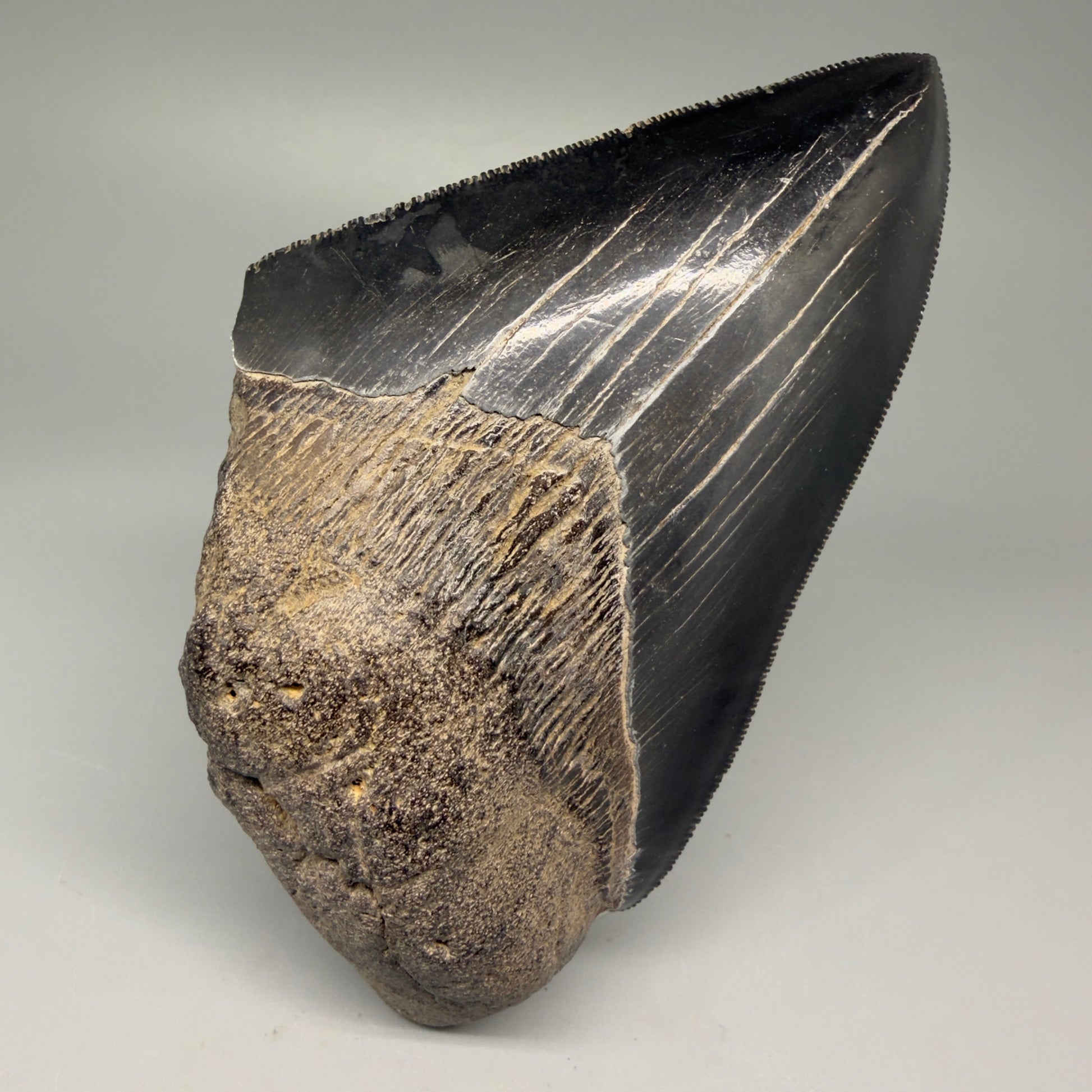 Front View 4.71" Fossil Megalodon Shark Tooth - Georgia - Jet Black, sharply serrated CM5507 - 1