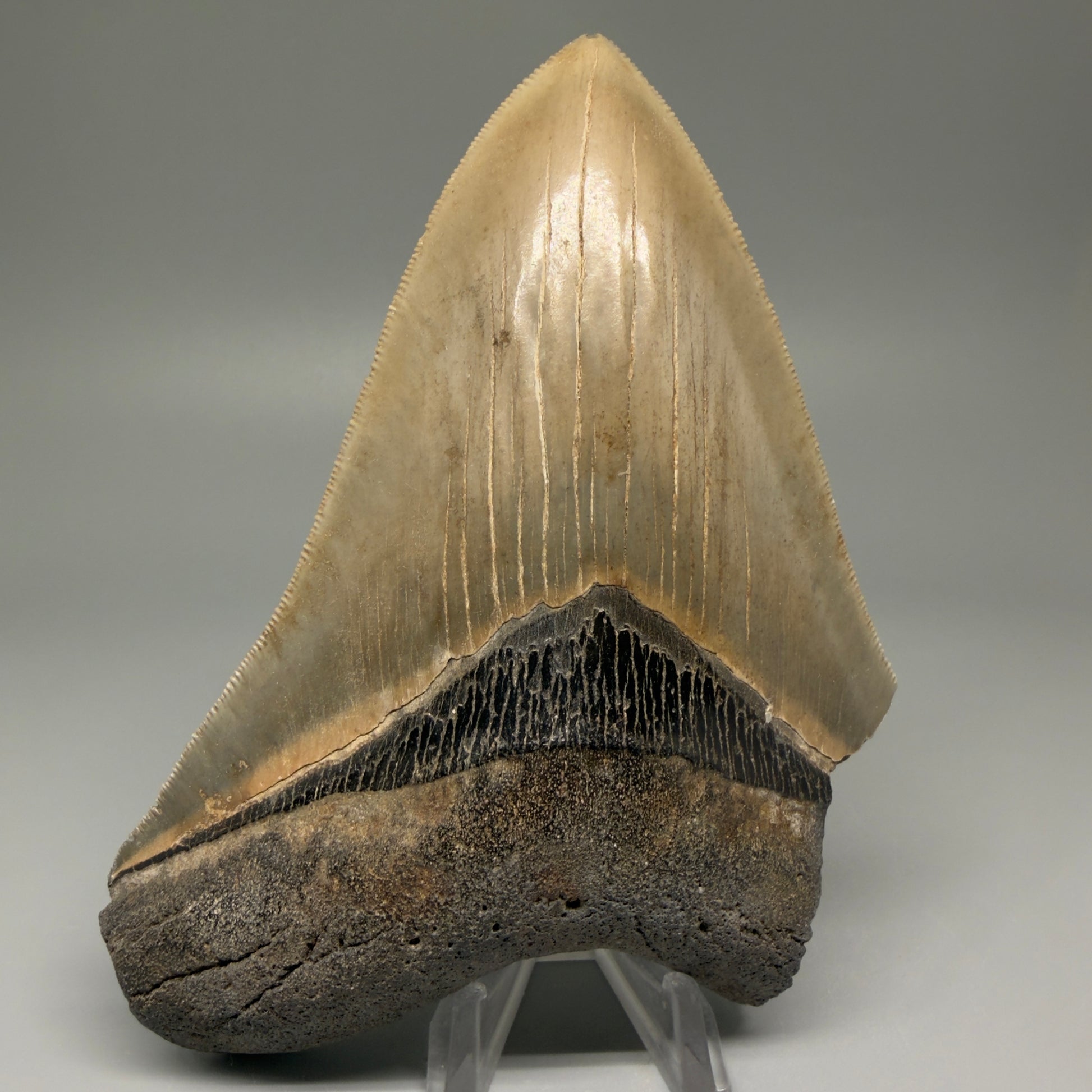 Front View 5.25" Fossil Megalodon Shark Tooth - Georgia - Colorful, sharply serrated CM5508 - 1