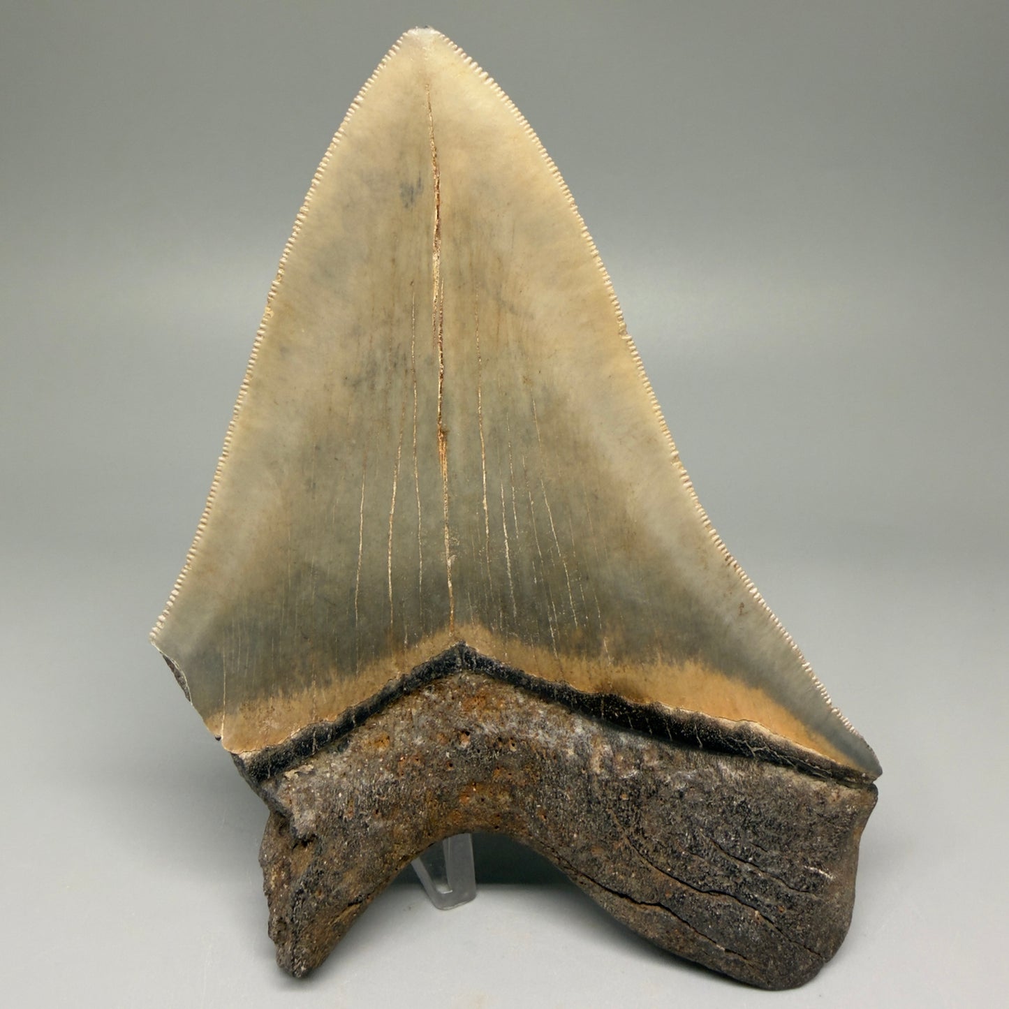 Back View 5.25" Fossil Megalodon Shark Tooth - Georgia - Colorful, sharply serrated CM5508 