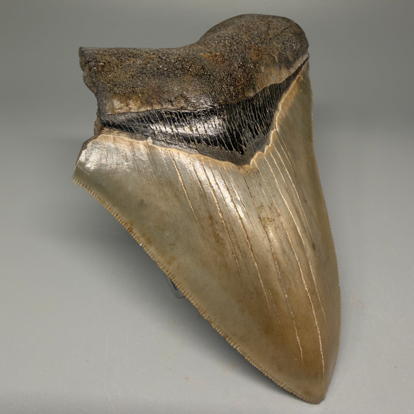 Front Left View 5.25" Fossil Megalodon Shark Tooth - Georgia - Colorful, sharply serrated CM5508 
