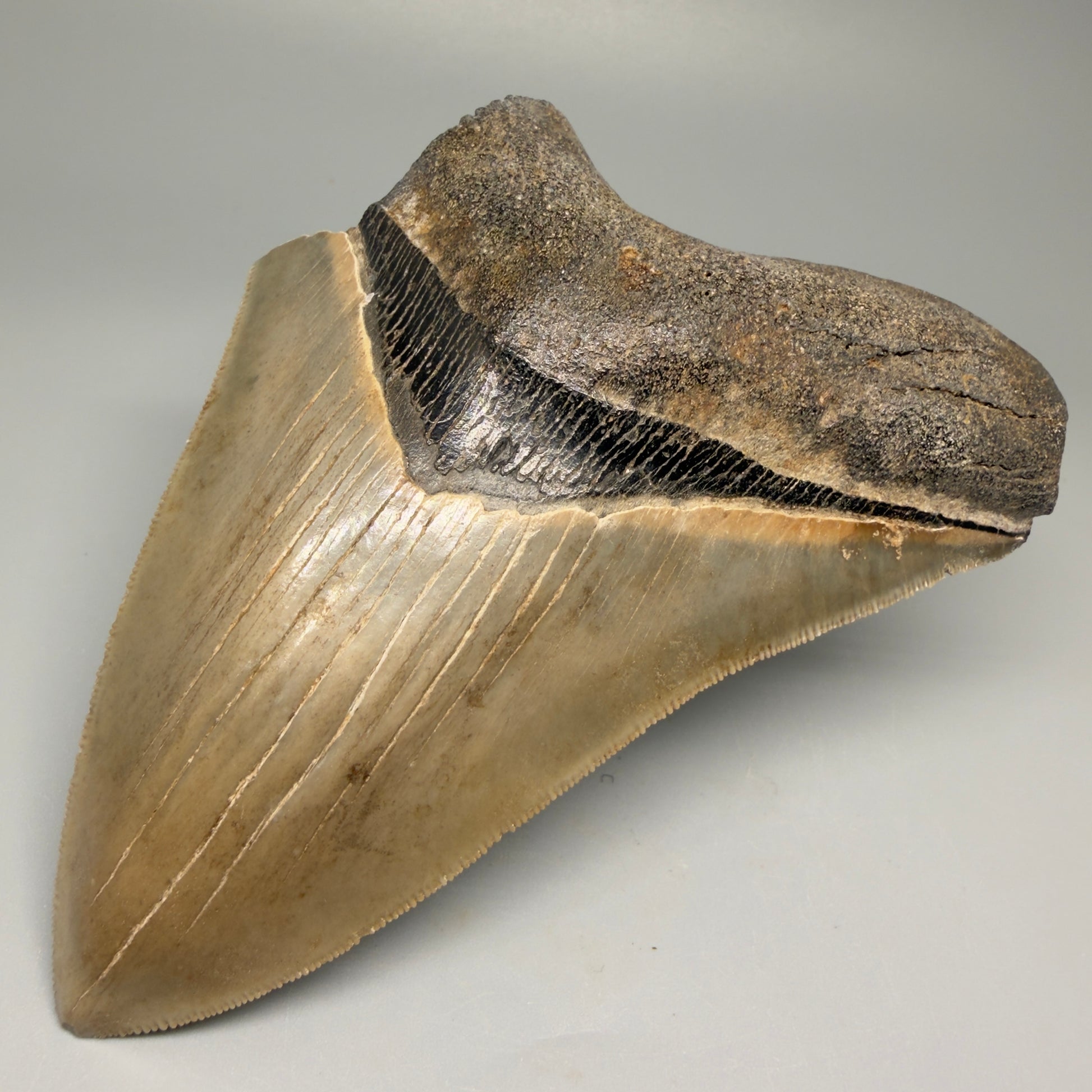 Front Right View 5.25" Fossil Megalodon Shark Tooth - Georgia - Colorful, sharply serrated CM5508 