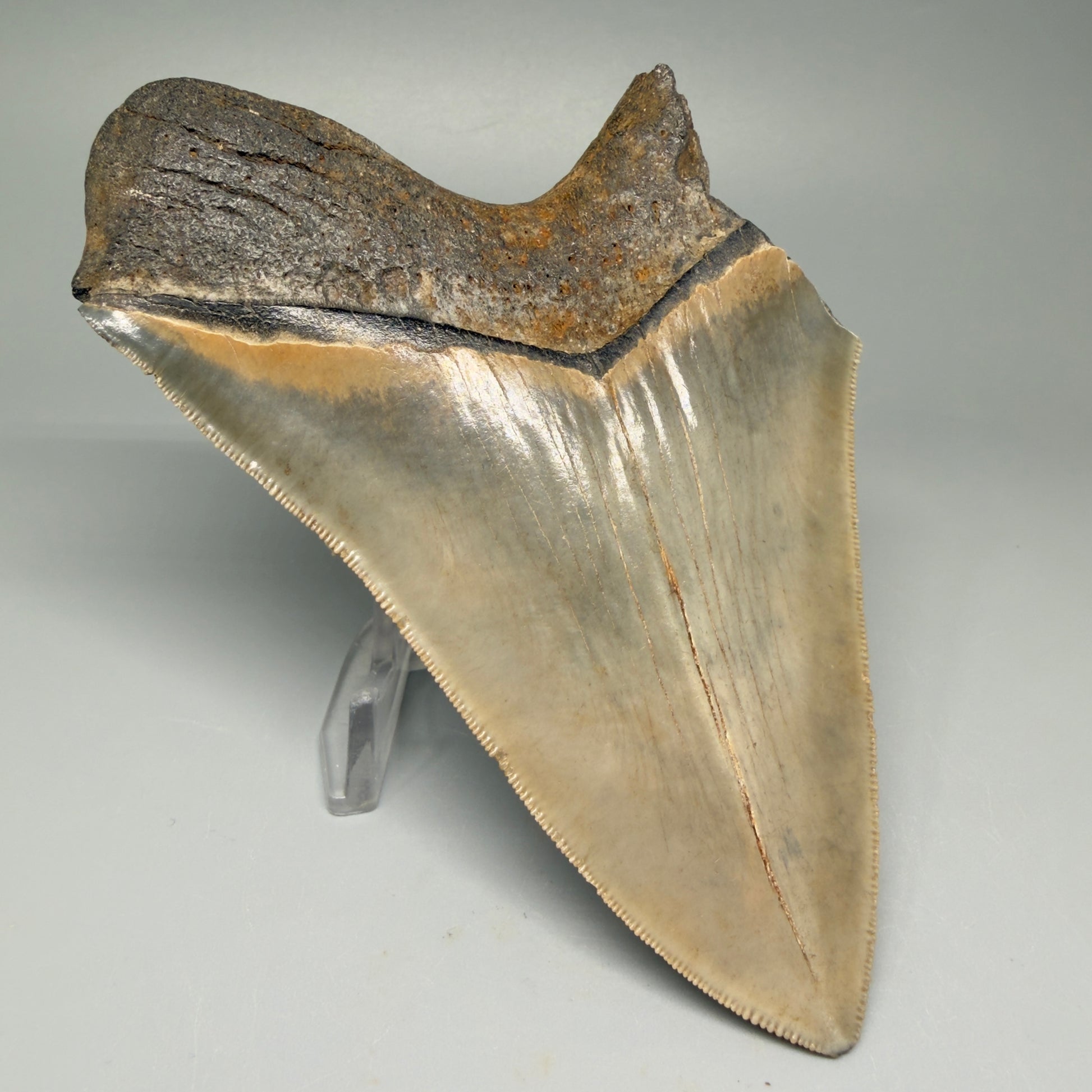 Back Left View 5.25" Fossil Megalodon Shark Tooth - Georgia - Colorful, sharply serrated CM5508 