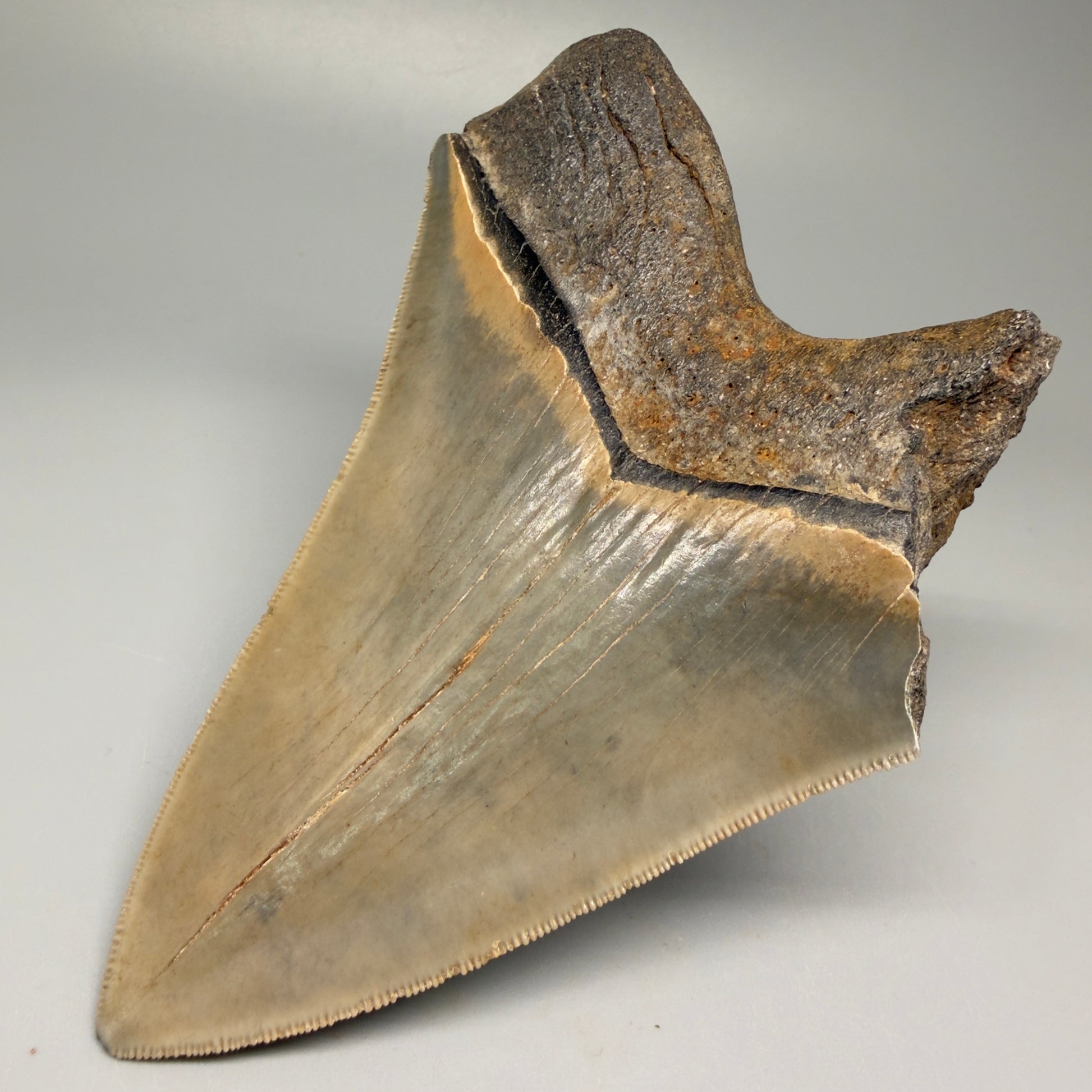 Back Right View 5.25" Fossil Megalodon Shark Tooth - Georgia - Colorful, sharply serrated CM5508 