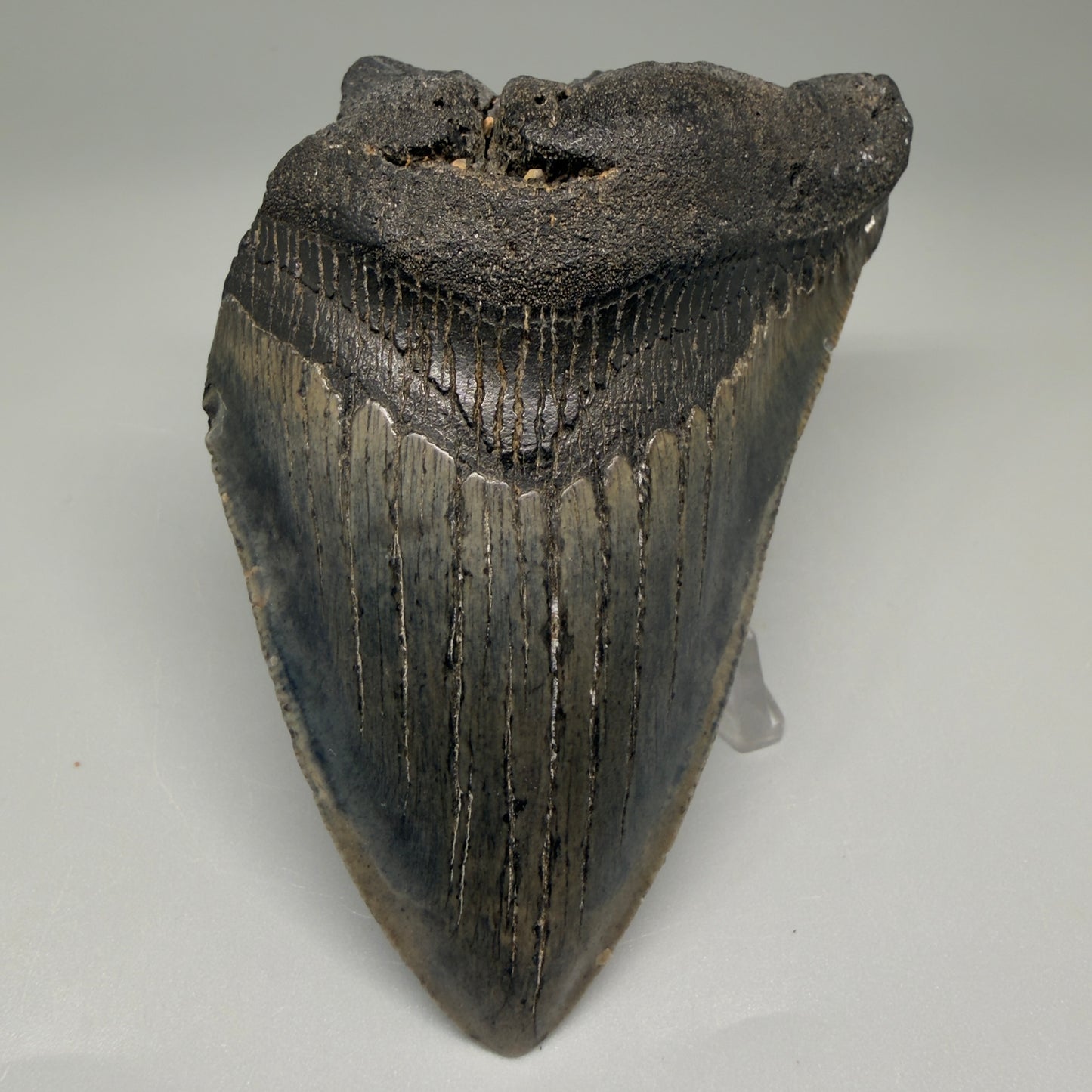 Front View 4.06" Fossil Megalodon Tooth – Authentic Carcharocles megalodon Tooth from South Carolina CM5505 - 1