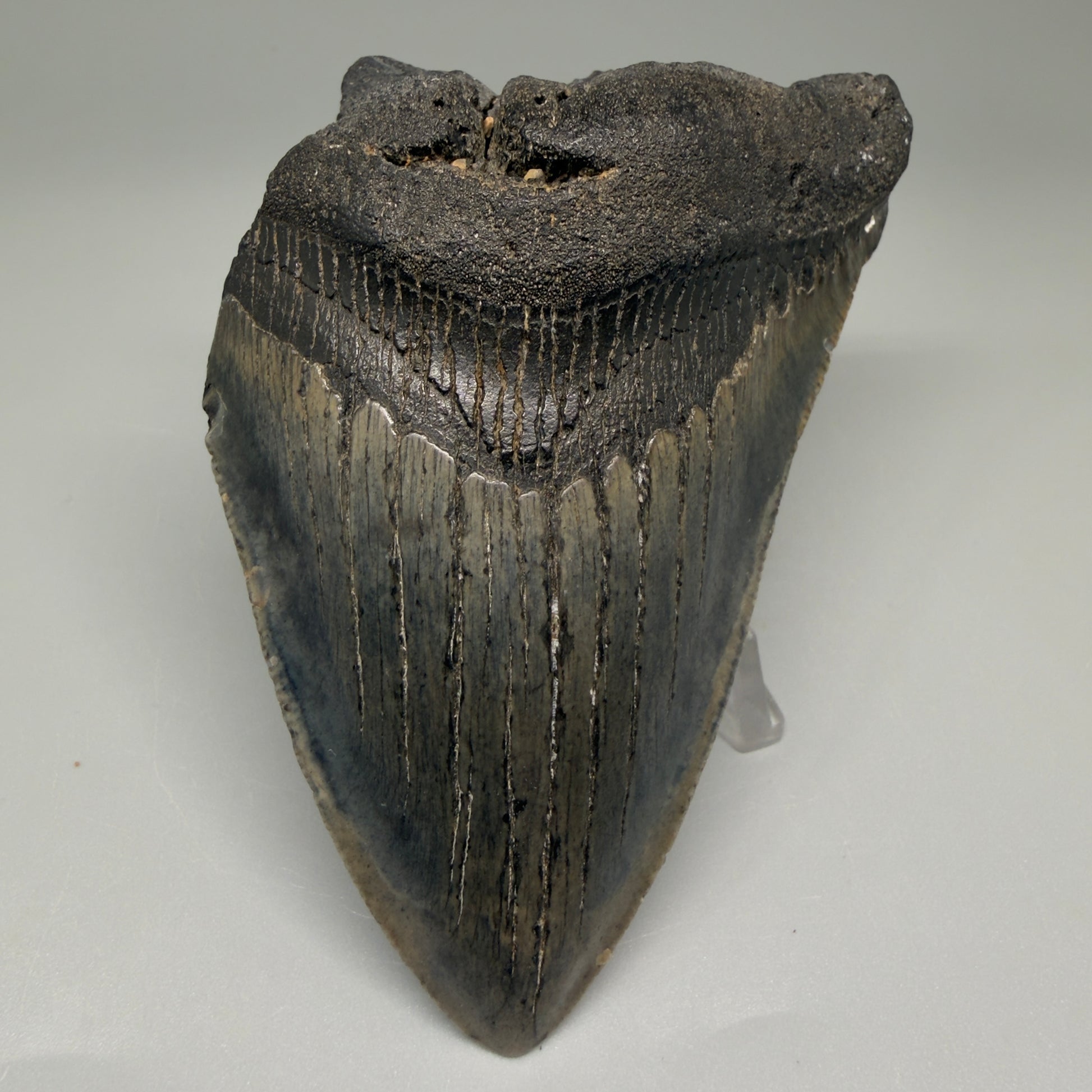 Front View 4.06" Fossil Megalodon Tooth – Authentic Carcharocles megalodon Tooth from South Carolina CM5505 - 1