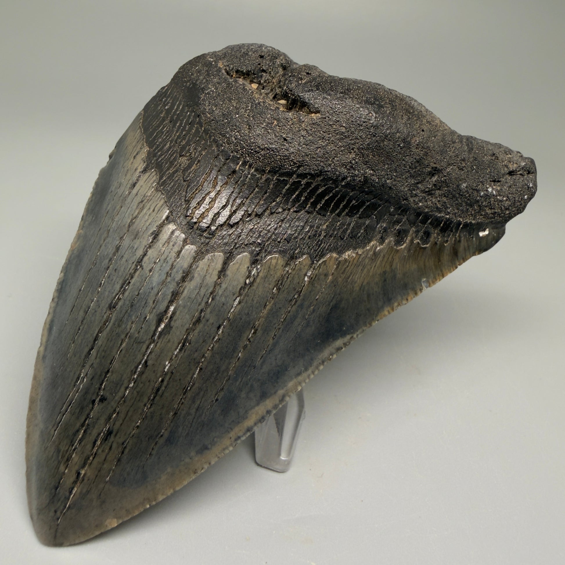 Front Right View 4.06" Fossil Megalodon Tooth – Authentic Carcharocles megalodon Tooth from South Carolina CM5505 