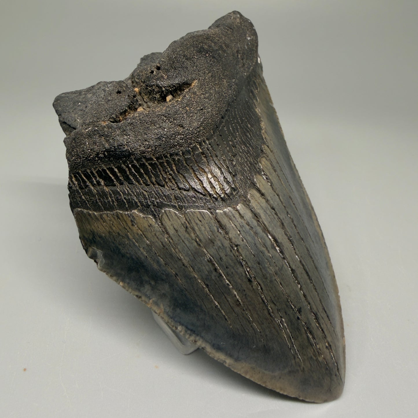 Front Right View 4.06" Fossil Megalodon Tooth – Authentic Carcharocles megalodon Tooth from South Carolina CM5505 
