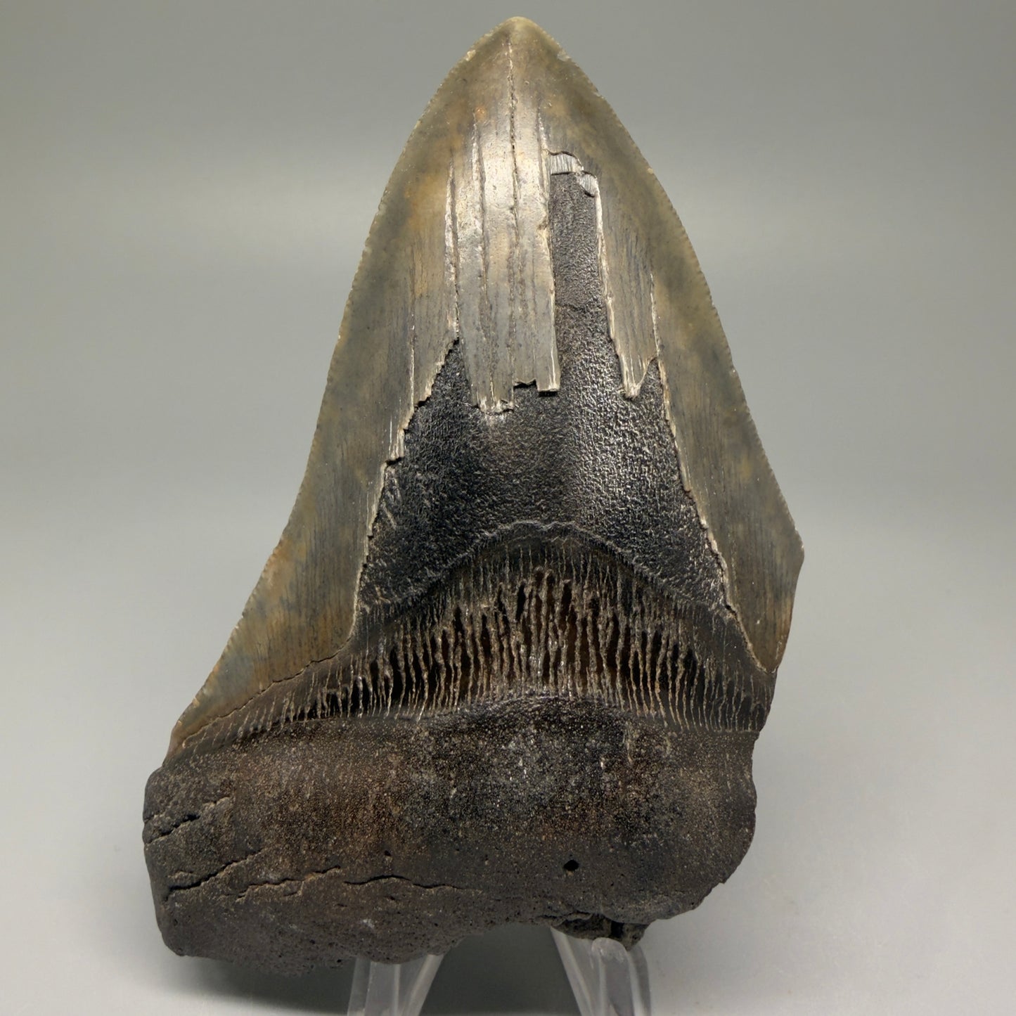 Front View 4.68" Fossil Megalodon Tooth – Authentic Carcharocles megalodon Tooth from South Carolina CM5506 