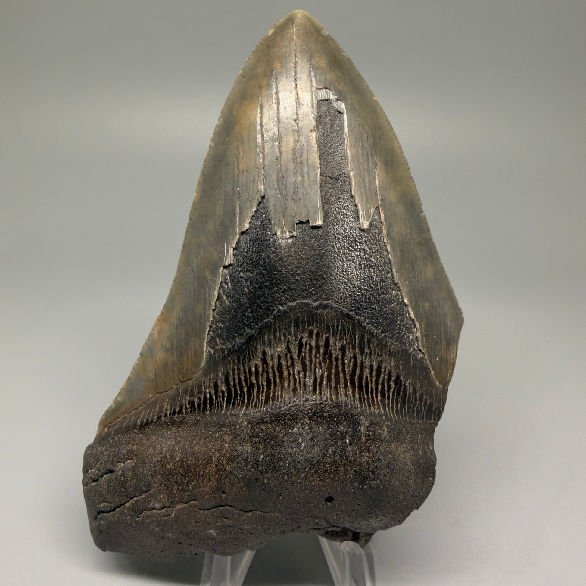 Front View 4.68" Fossil Megalodon Tooth – Authentic Carcharocles megalodon Tooth from South Carolina CM5506 