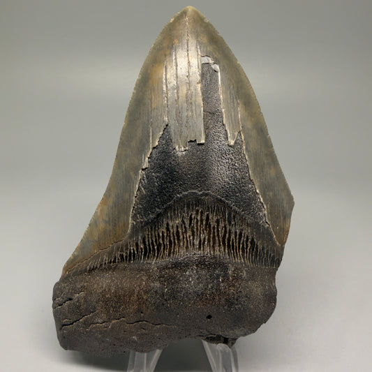 Front View 4.68" Fossil Megalodon Tooth – Authentic Carcharocles megalodon Tooth from South Carolina CM5506 