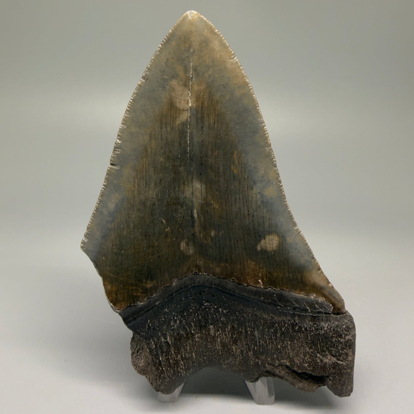 Back View 4.68" Fossil Megalodon Tooth – Authentic Carcharocles megalodon Tooth from South Carolina CM5506 