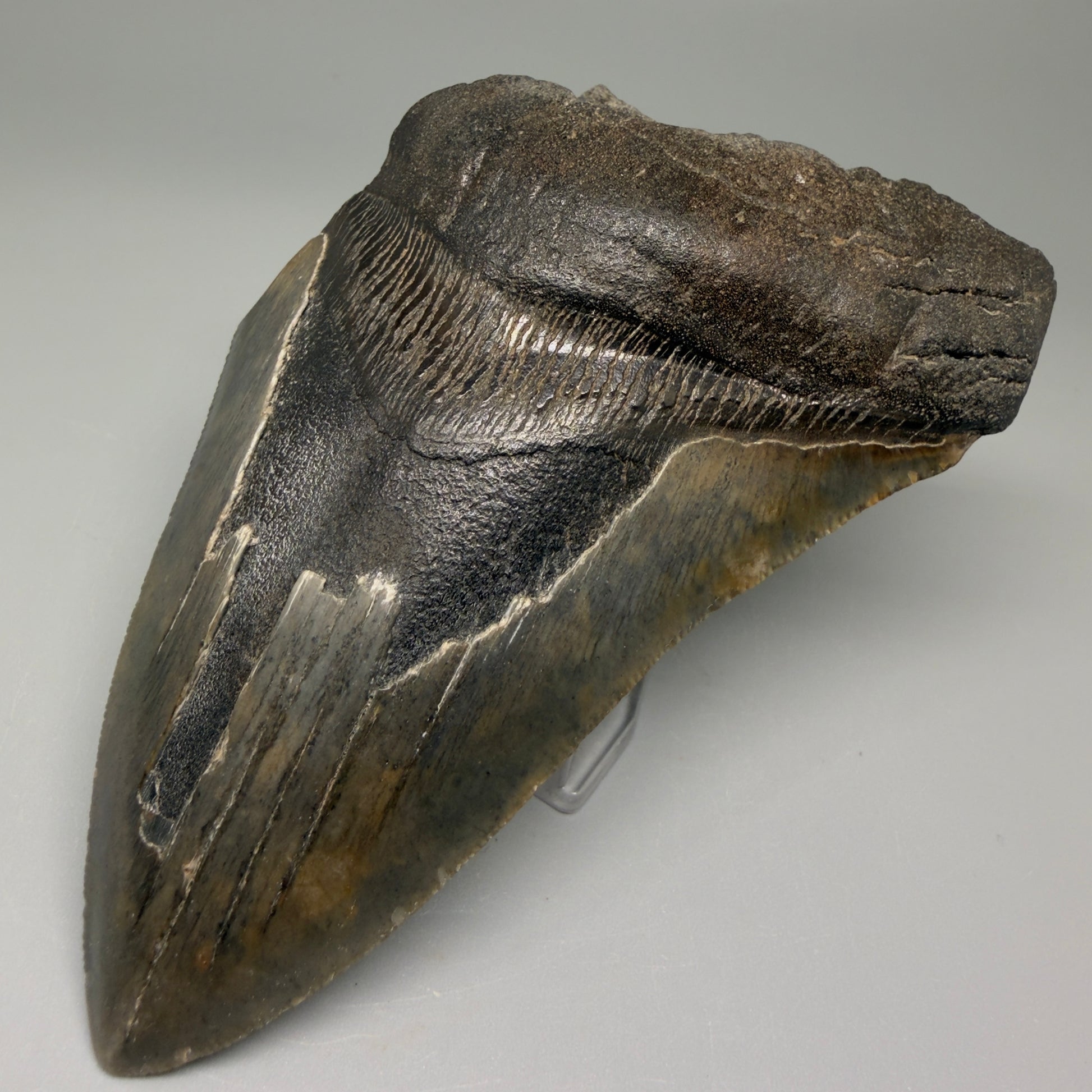 Front Right View 4.68" Fossil Megalodon Tooth – Authentic Carcharocles megalodon Tooth from South Carolina CM5506 