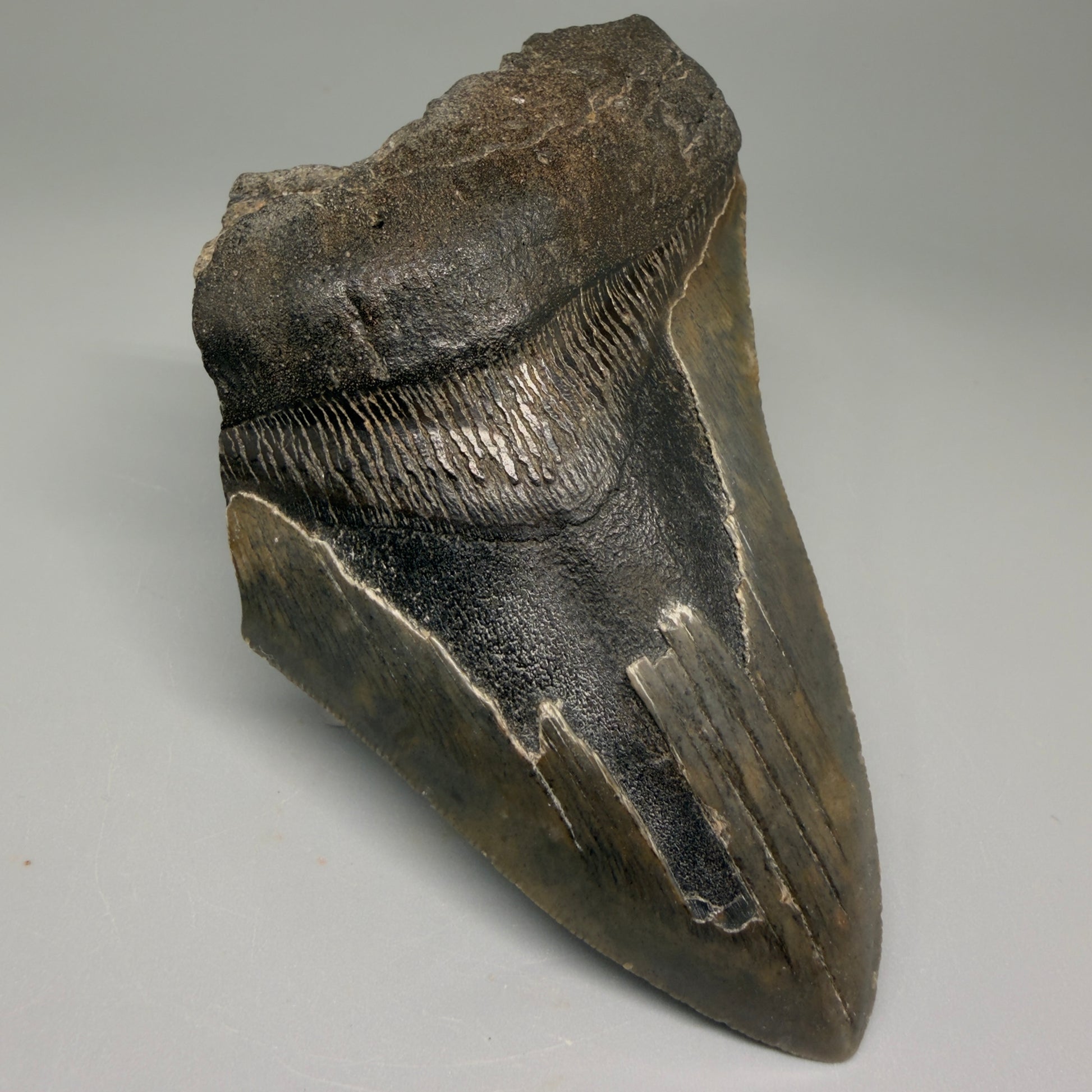 Front Left View 4.68" Fossil Megalodon Tooth – Authentic Carcharocles megalodon Tooth from South Carolina CM5506 
