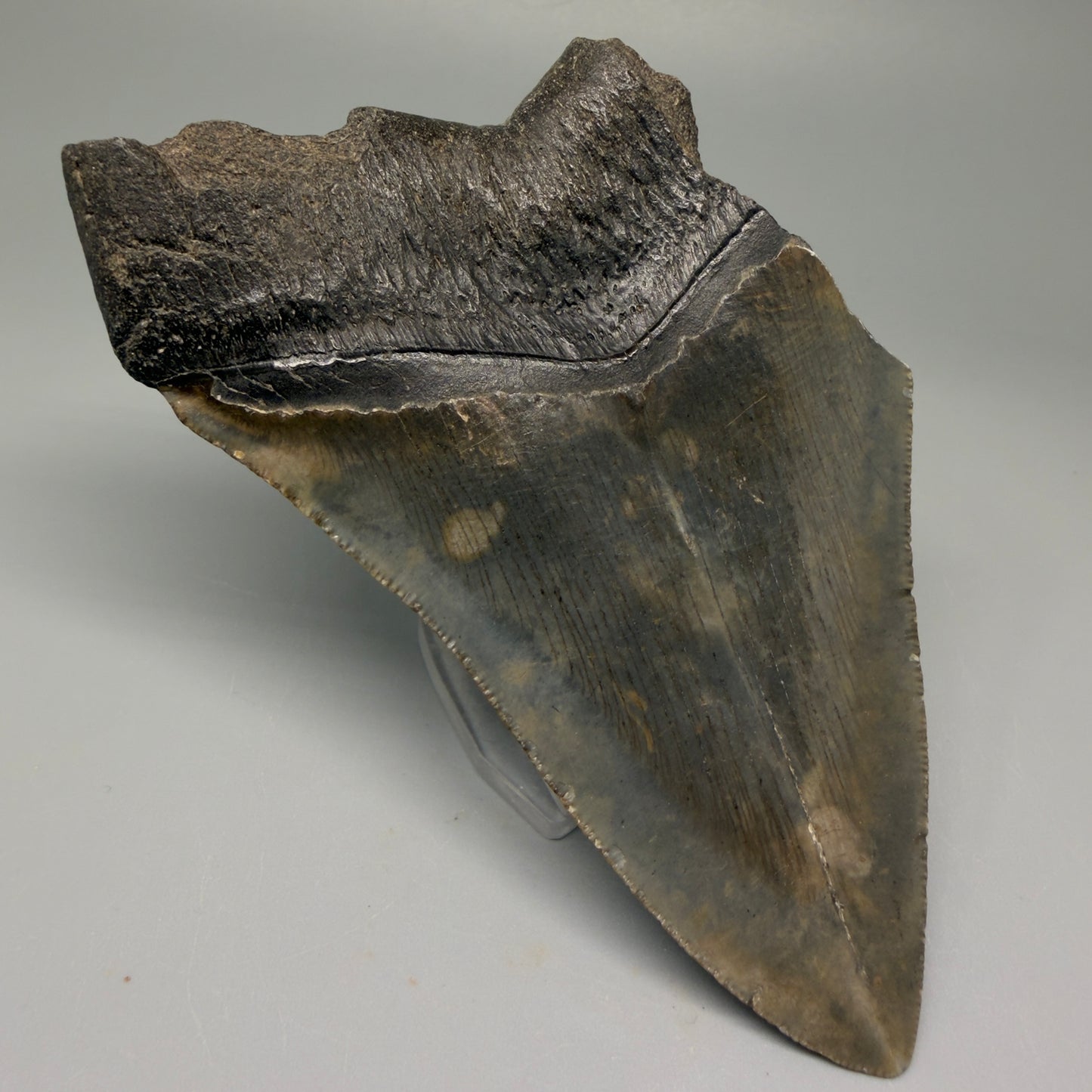 Back Left View 4.68" Fossil Megalodon Tooth – Authentic Carcharocles megalodon Tooth from South Carolina CM5506 