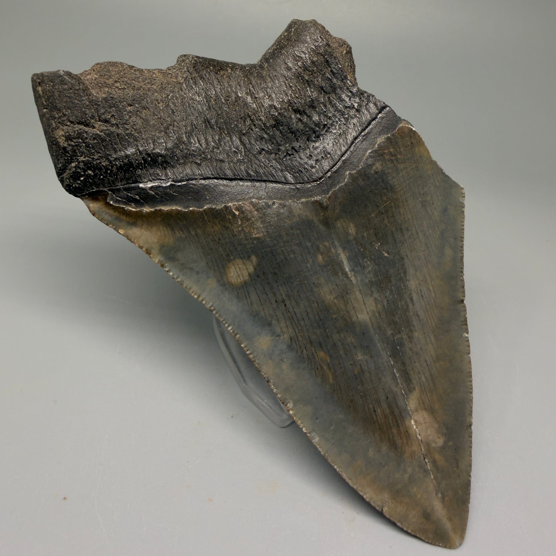 Back Left View 4.68" Fossil Megalodon Tooth – Authentic Carcharocles megalodon Tooth from South Carolina CM5506 