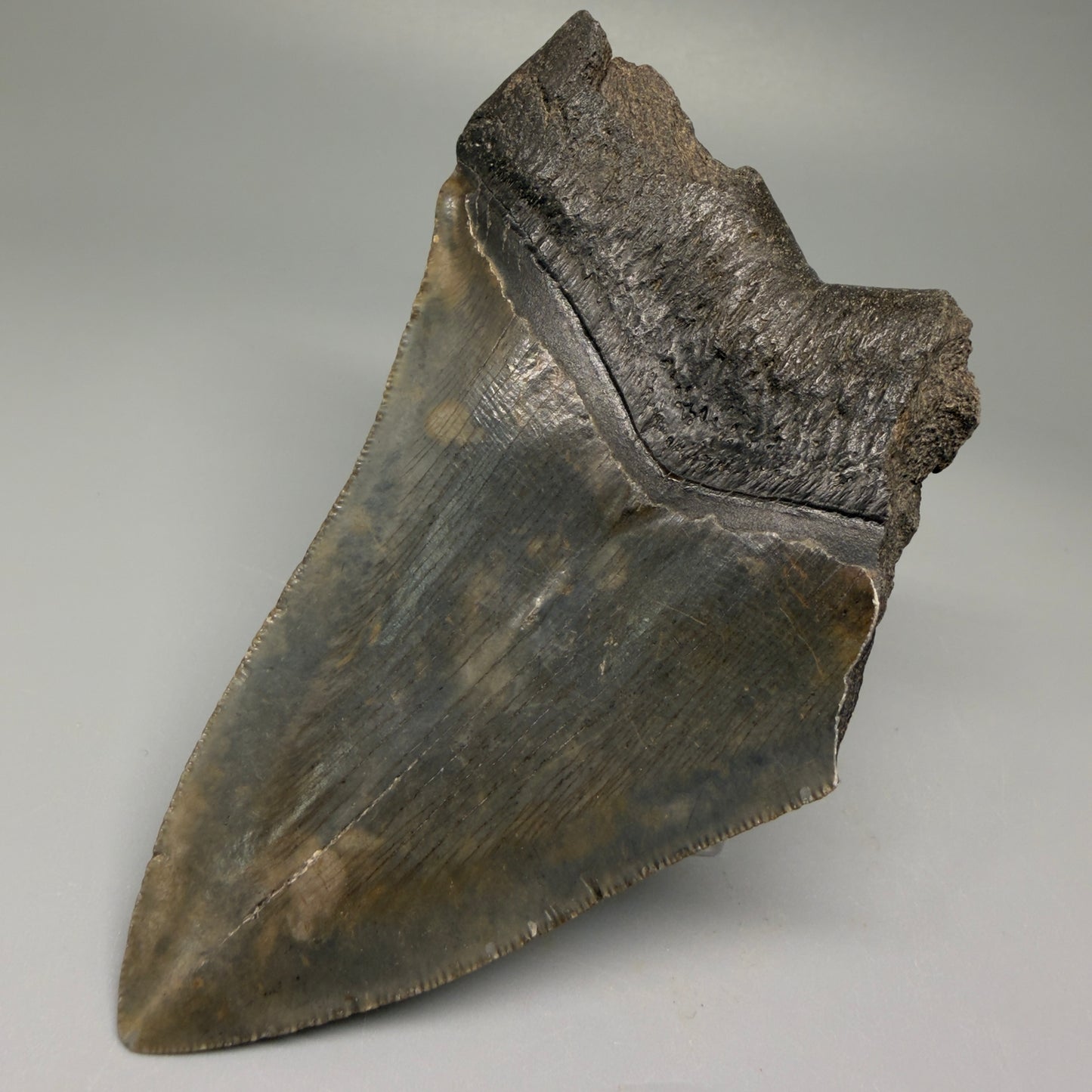 Back Right View 4.68" Fossil Megalodon Tooth – Authentic Carcharocles megalodon Tooth from South Carolina CM5506 