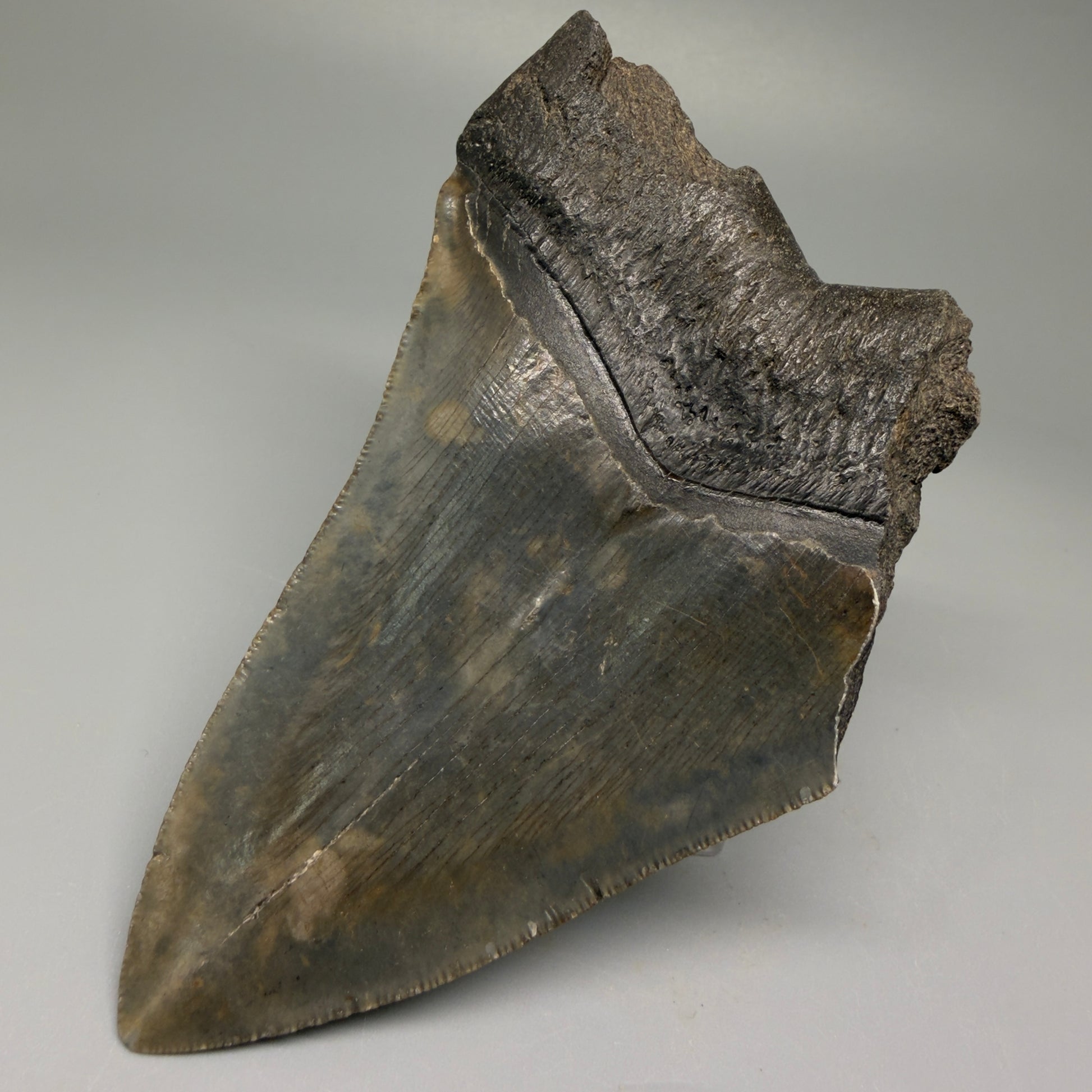 Back Right View 4.68" Fossil Megalodon Tooth – Authentic Carcharocles megalodon Tooth from South Carolina CM5506 