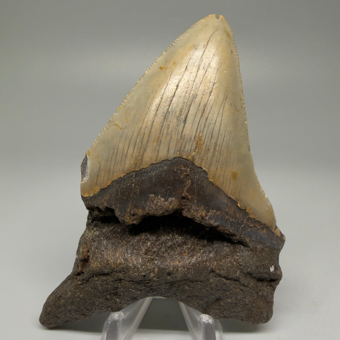 Front View Colorful 3.27" Fossil Megalodon Tooth from North Carolina - megalodonteeth.com CM5510