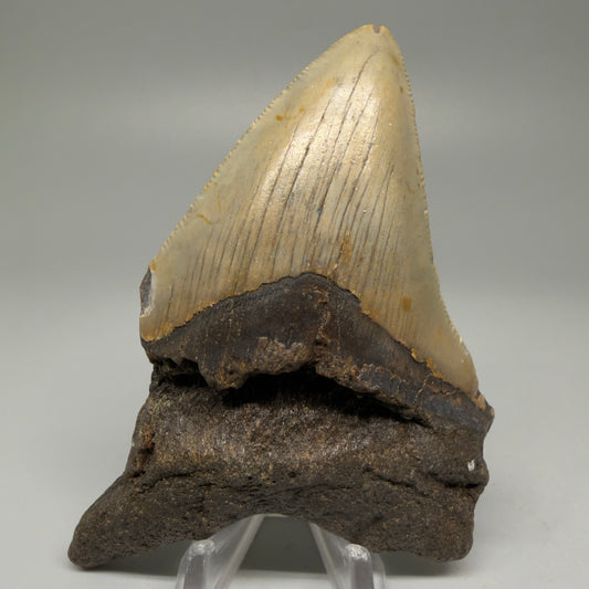 Front View Colorful 3.27" Fossil Megalodon Tooth from North Carolina - megalodonteeth.com CM5510