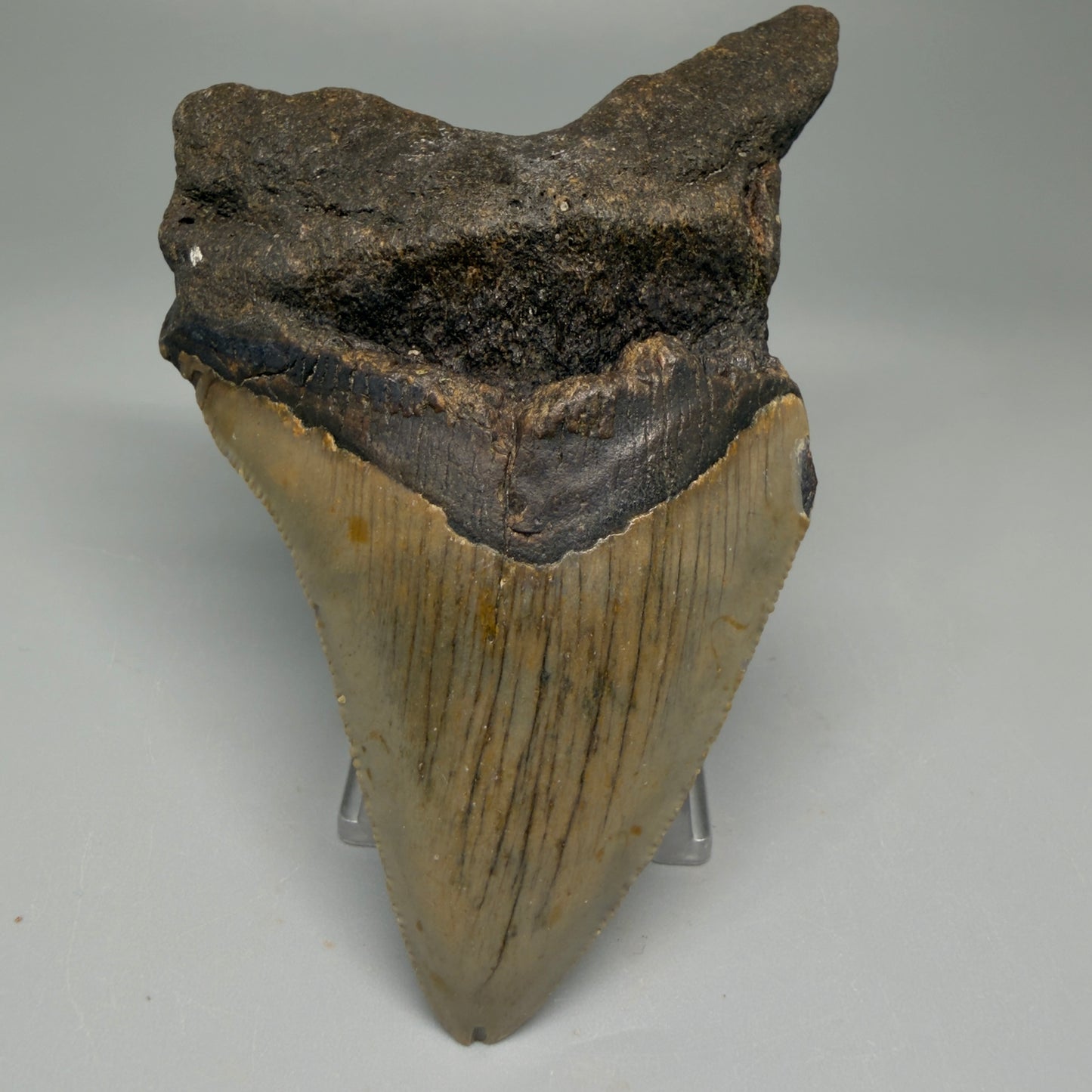 Front View Colorful 3.27" Fossil Megalodon Tooth from North Carolina - megalodonteeth.com CM5510 - 1
