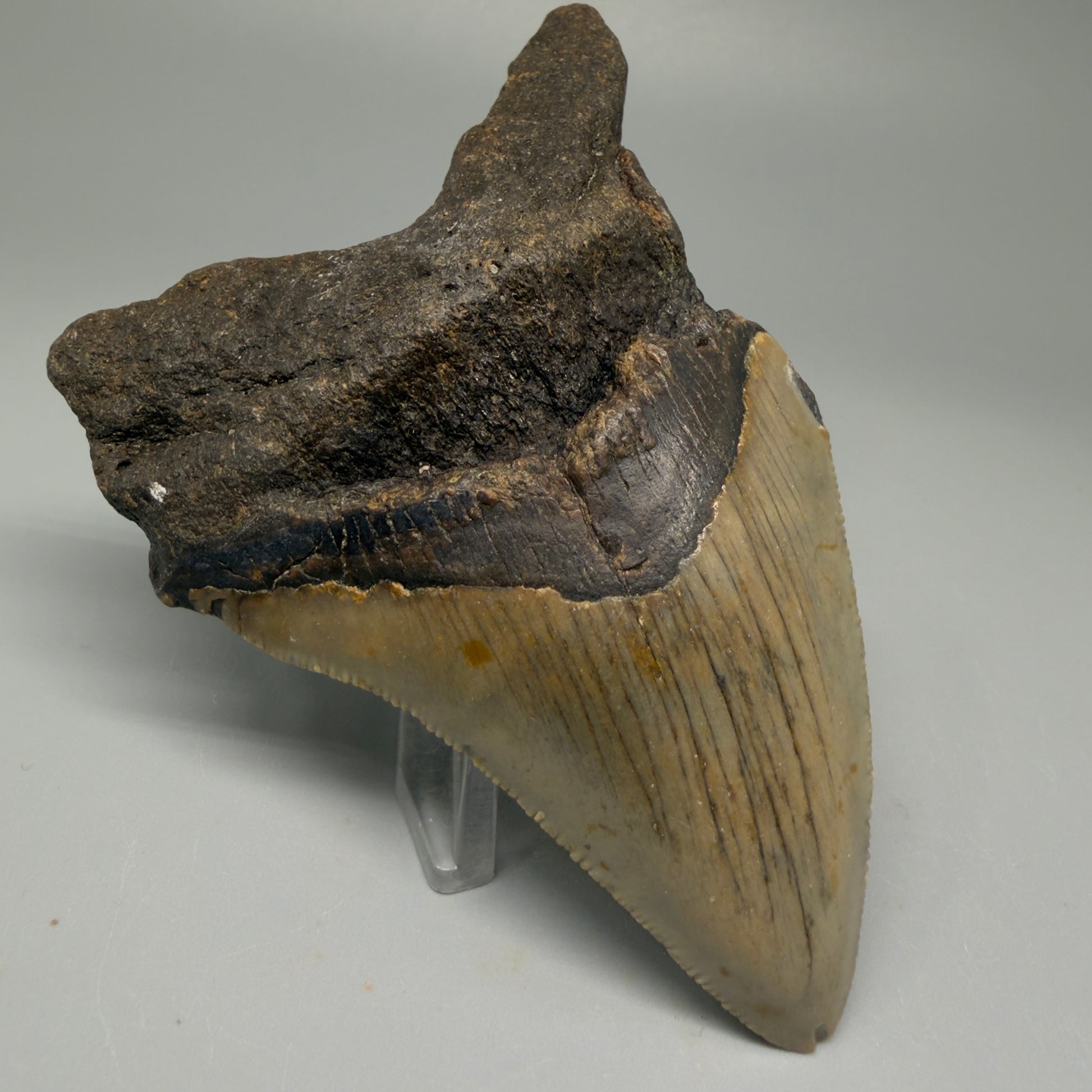 Front Left View Colorful 3.27" Fossil Megalodon Tooth from North Carolina - megalodonteeth.com CM5510