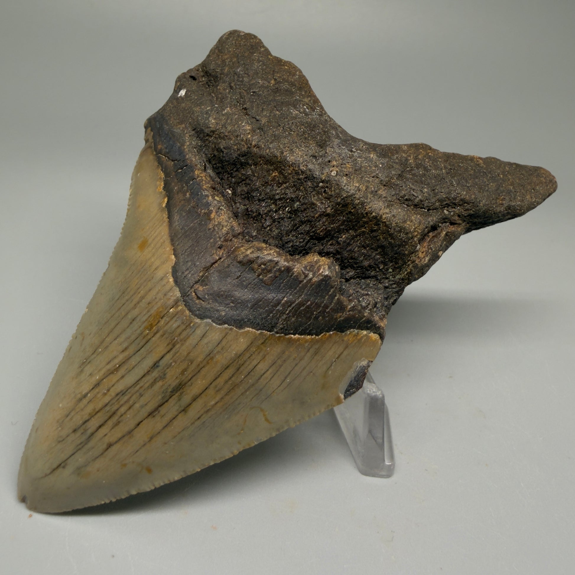 Front Right View Colorful 3.27" Fossil Megalodon Tooth from North Carolina - megalodonteeth.com CM5510