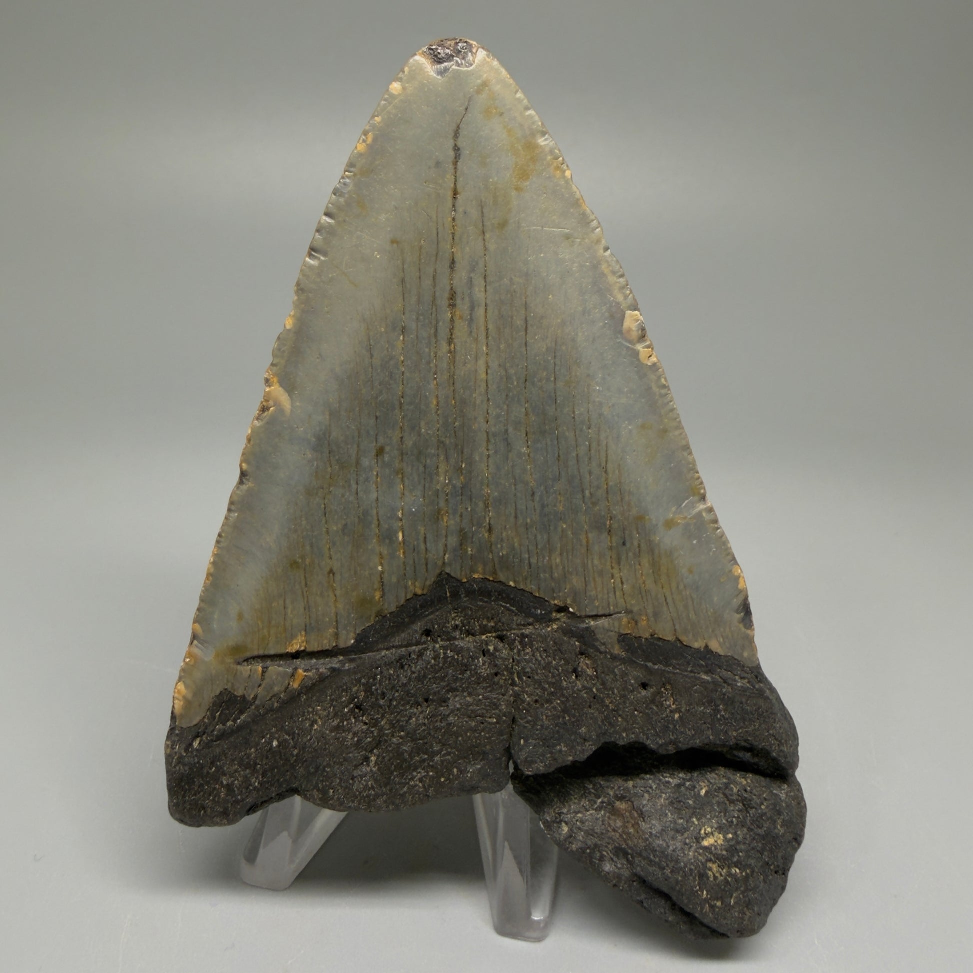Back View Colorful 4.01" Authentic Megalodon Tooth – North Carolina Fossil | Carcharocles megalodon CM5511
