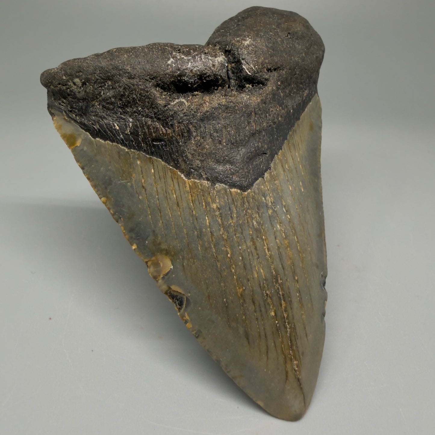Front Left View Colorful 4.01" Authentic Megalodon Tooth – North Carolina Fossil | Carcharocles megalodon CM5511