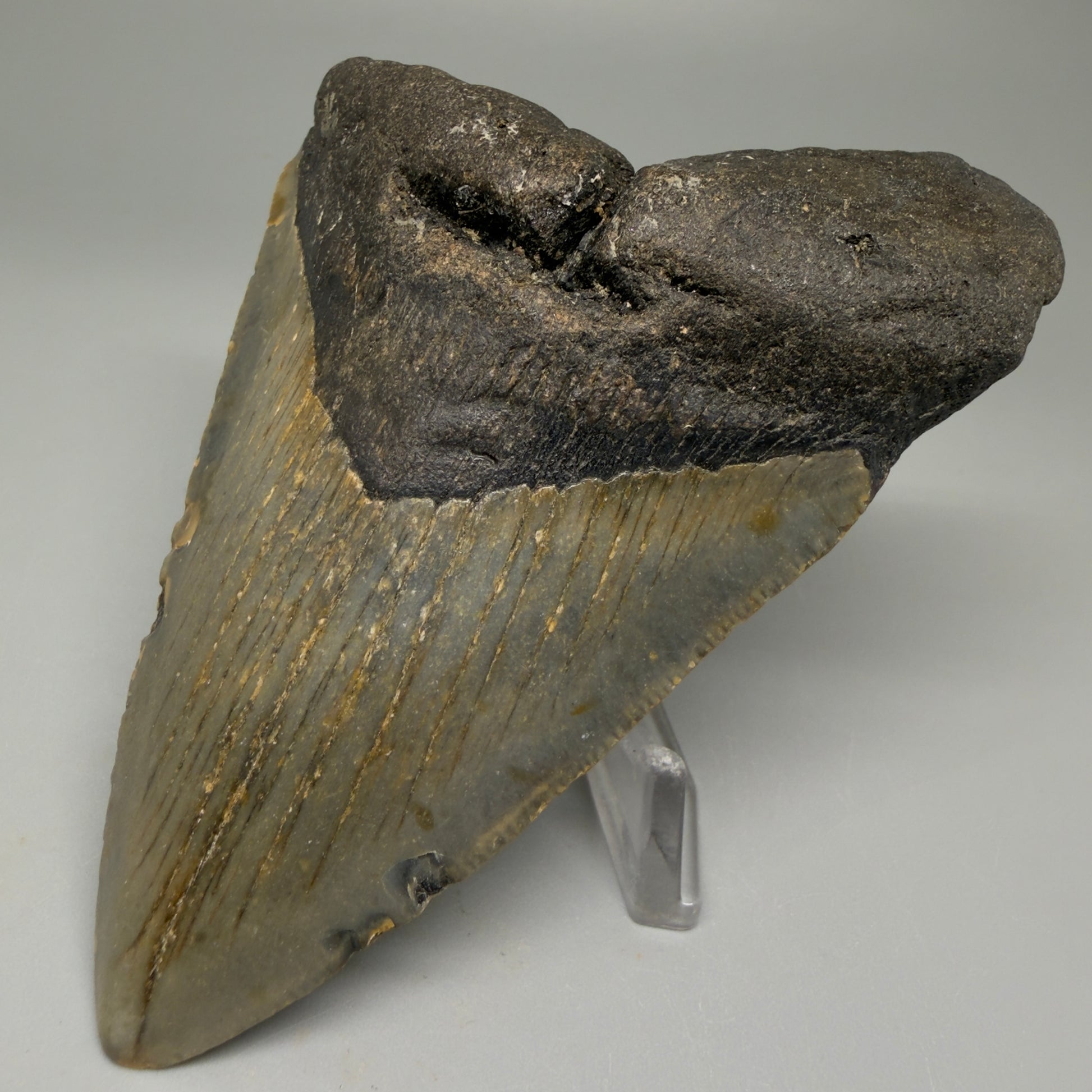 Front Right View Colorful 4.01" Authentic Megalodon Tooth – North Carolina Fossil | Carcharocles megalodon CM5511
