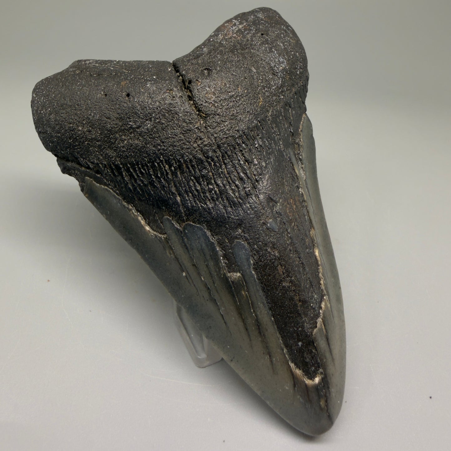 Front Left View Colorful 3.79" Fossil Megalodon Tooth from North Carolina - megalodonteeth.com CM5509