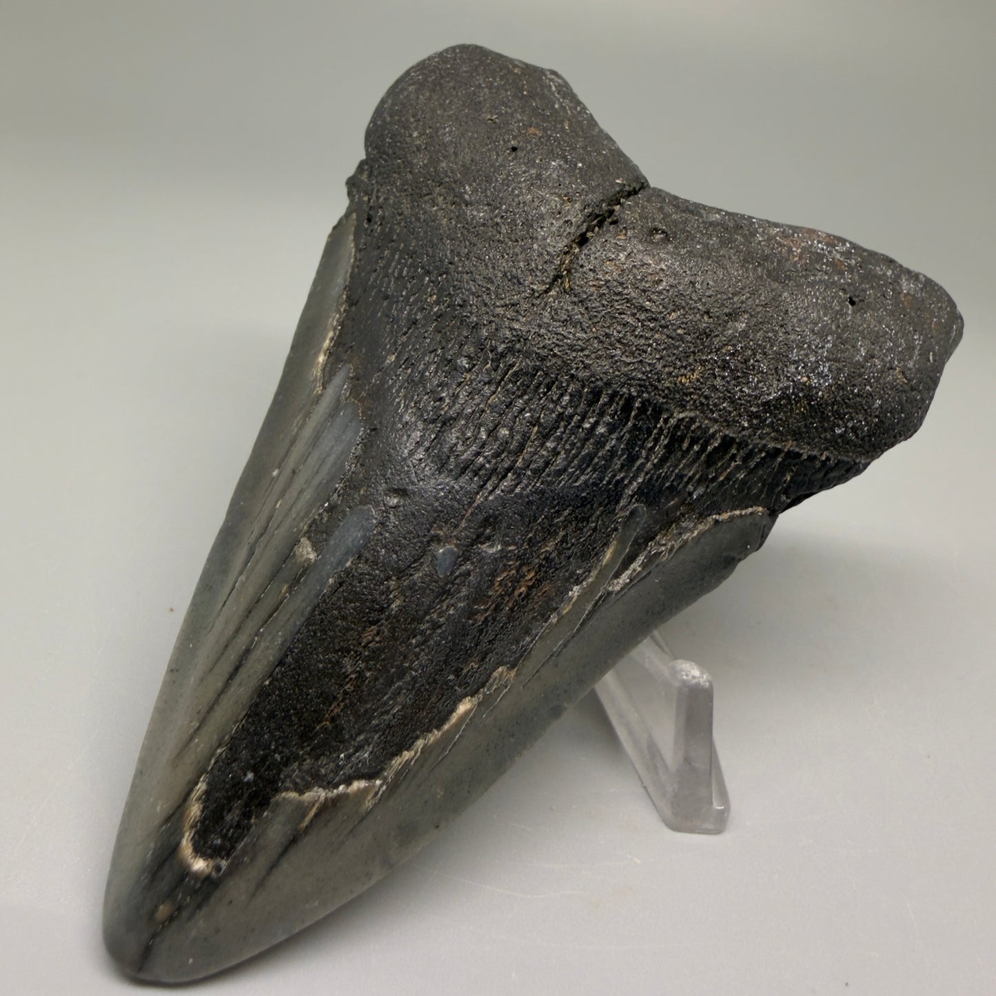 Front Right View  Colorful 3.79" Fossil Megalodon Tooth from North Carolina - megalodonteeth.com CM5509