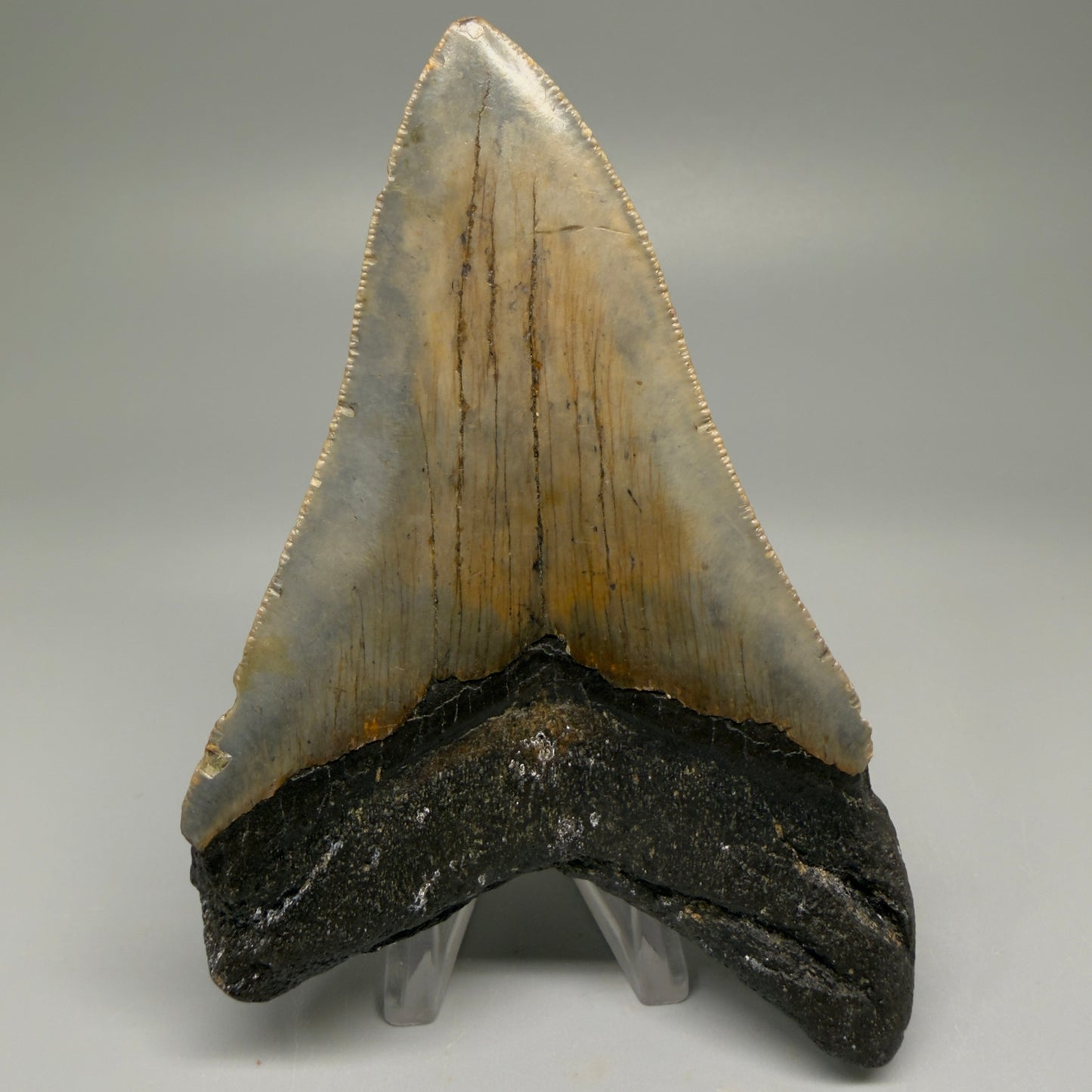 Back View Colorful 4.79" Authentic Megalodon Tooth – North Carolina Fossil | Carcharocles megalodon CM5514